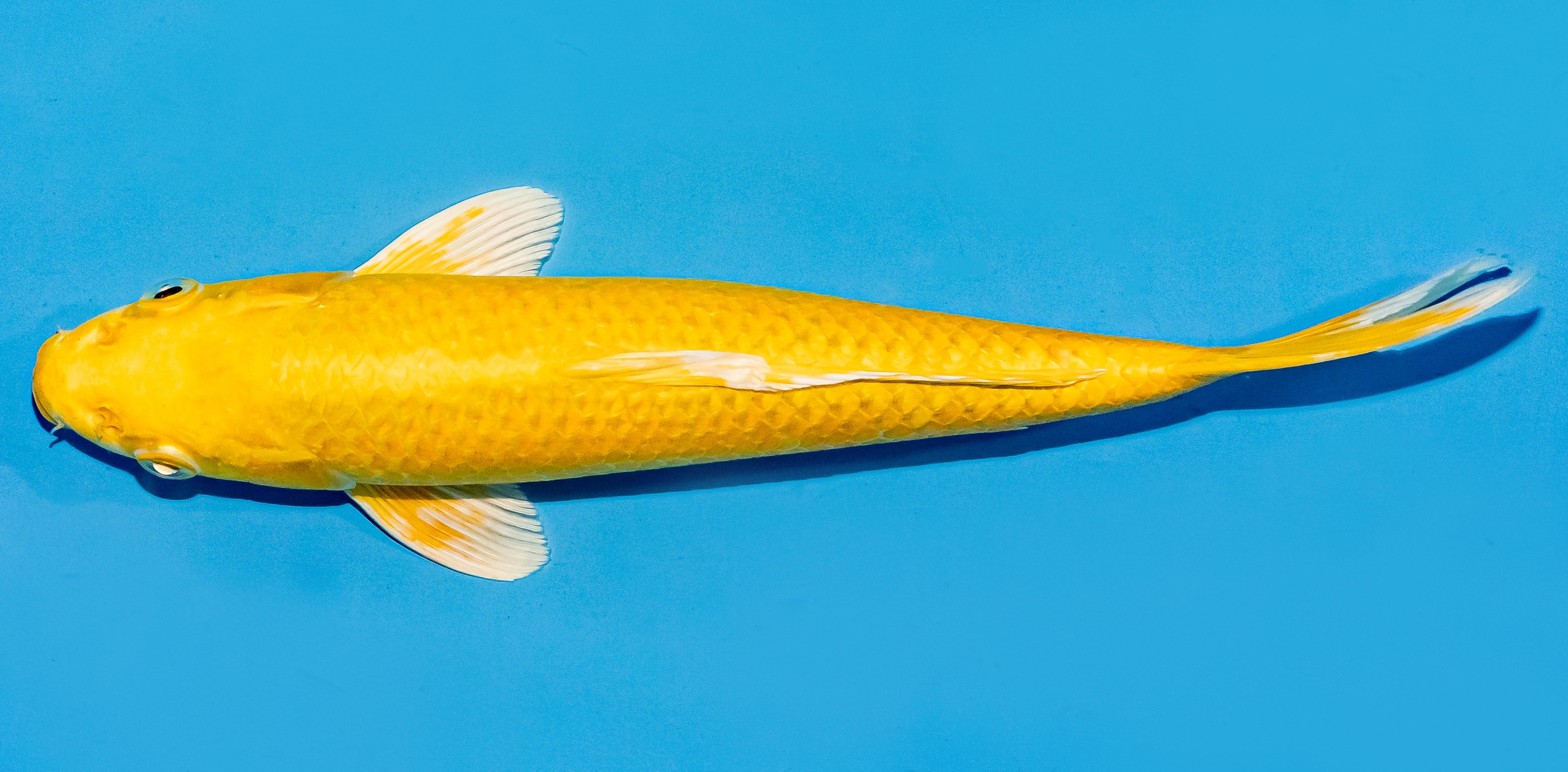 Koi 25-30cm Nr. 5204