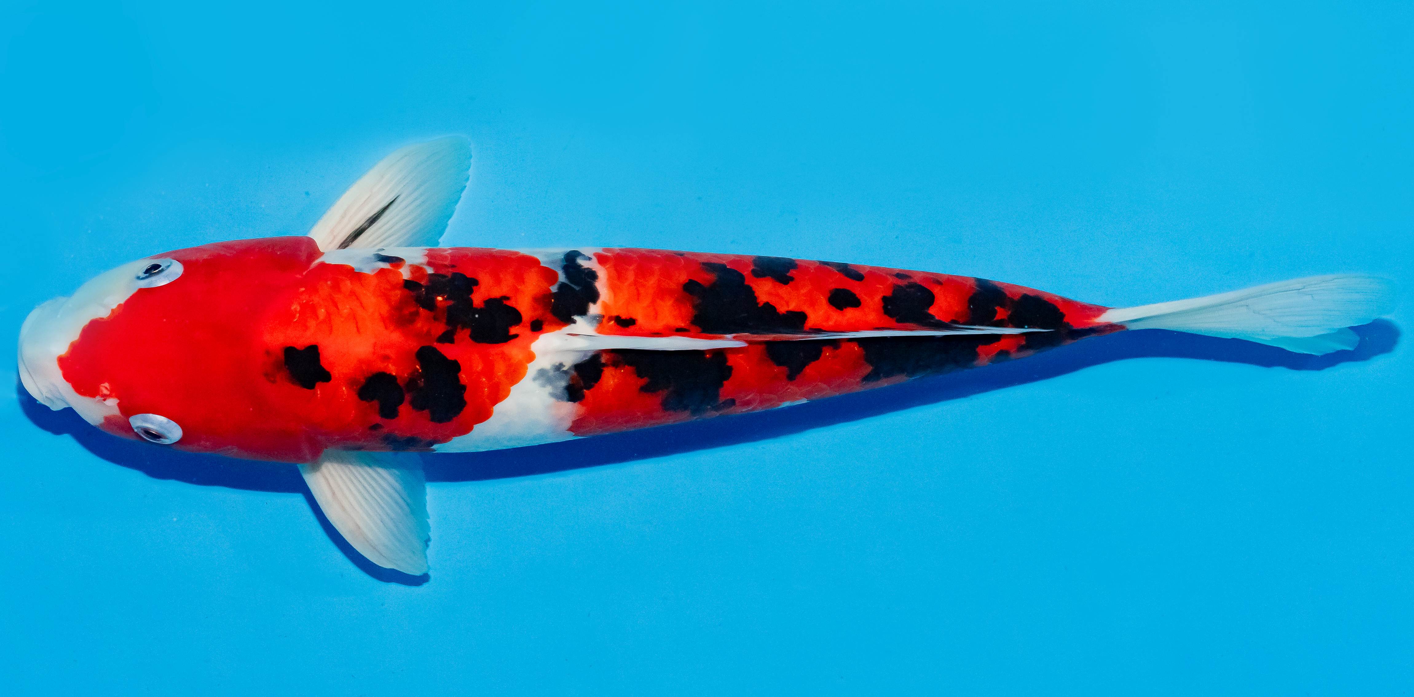 Koi 35-40cm Nr. 5027