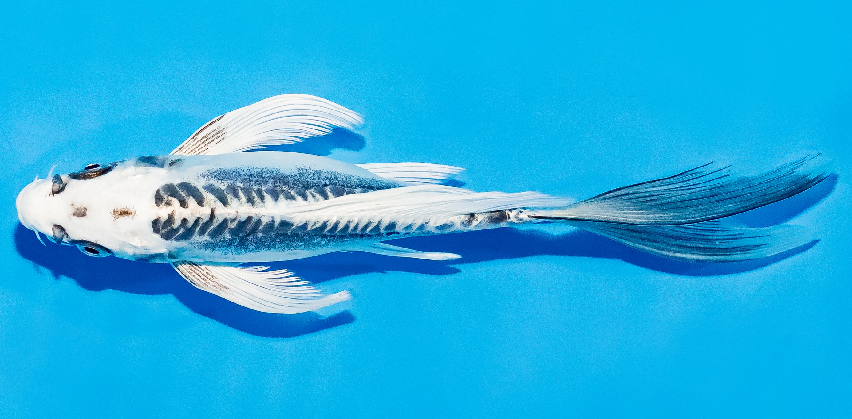 Butterfly Koi 20-25cm Nr. 5416