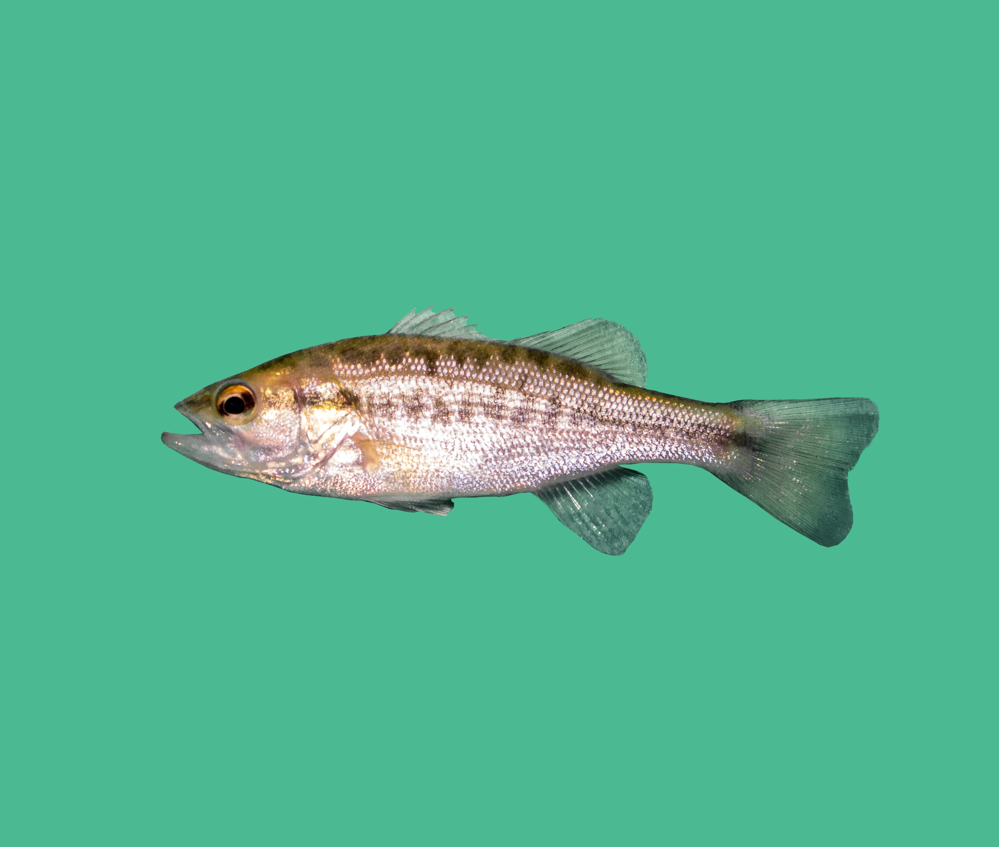 Forellenbaars