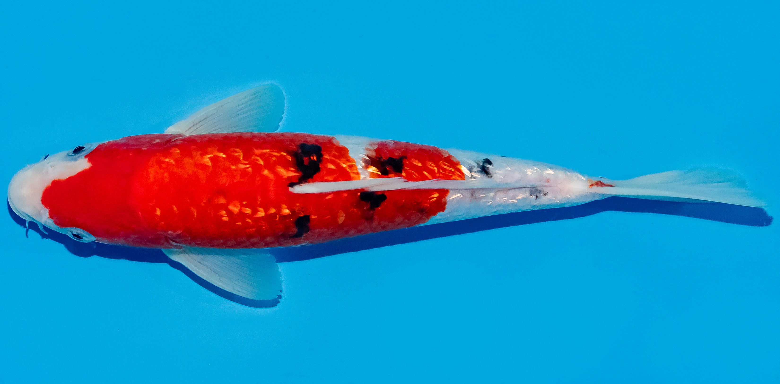 Koi 25-30cm Nr. 5345