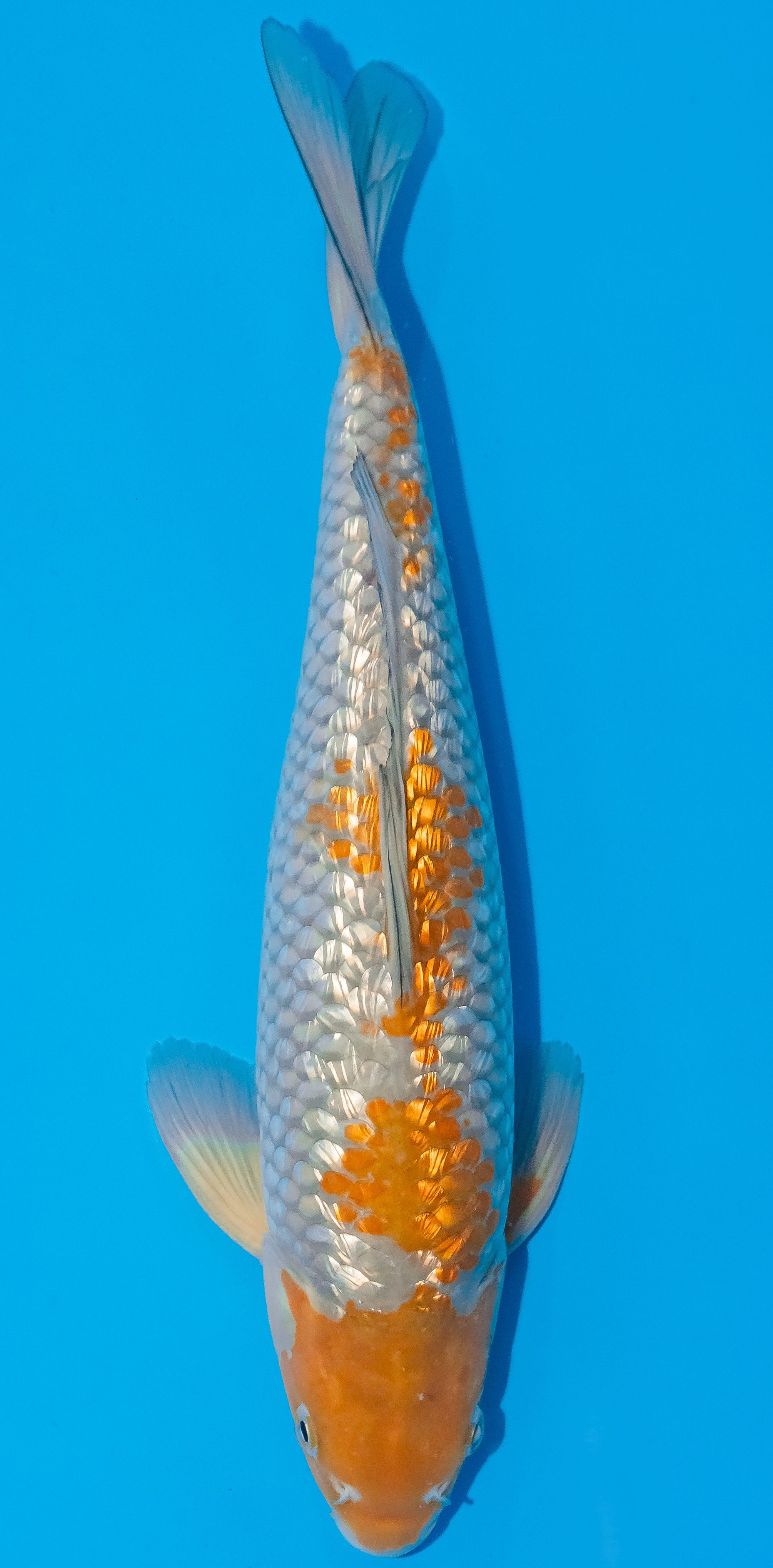 Koi 35-40cm Nr. 1135