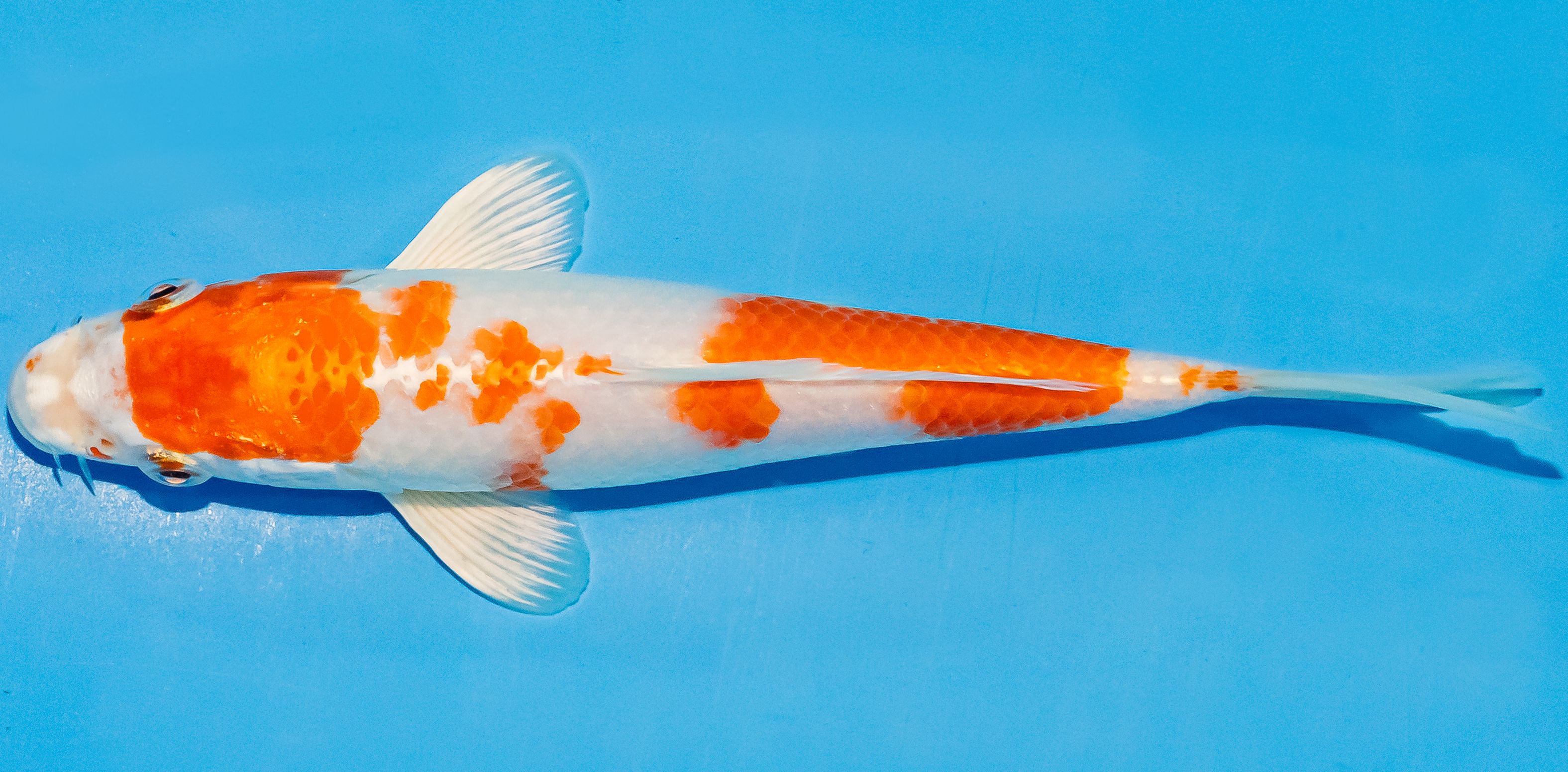 Koi 14-17cm Nr. 3064