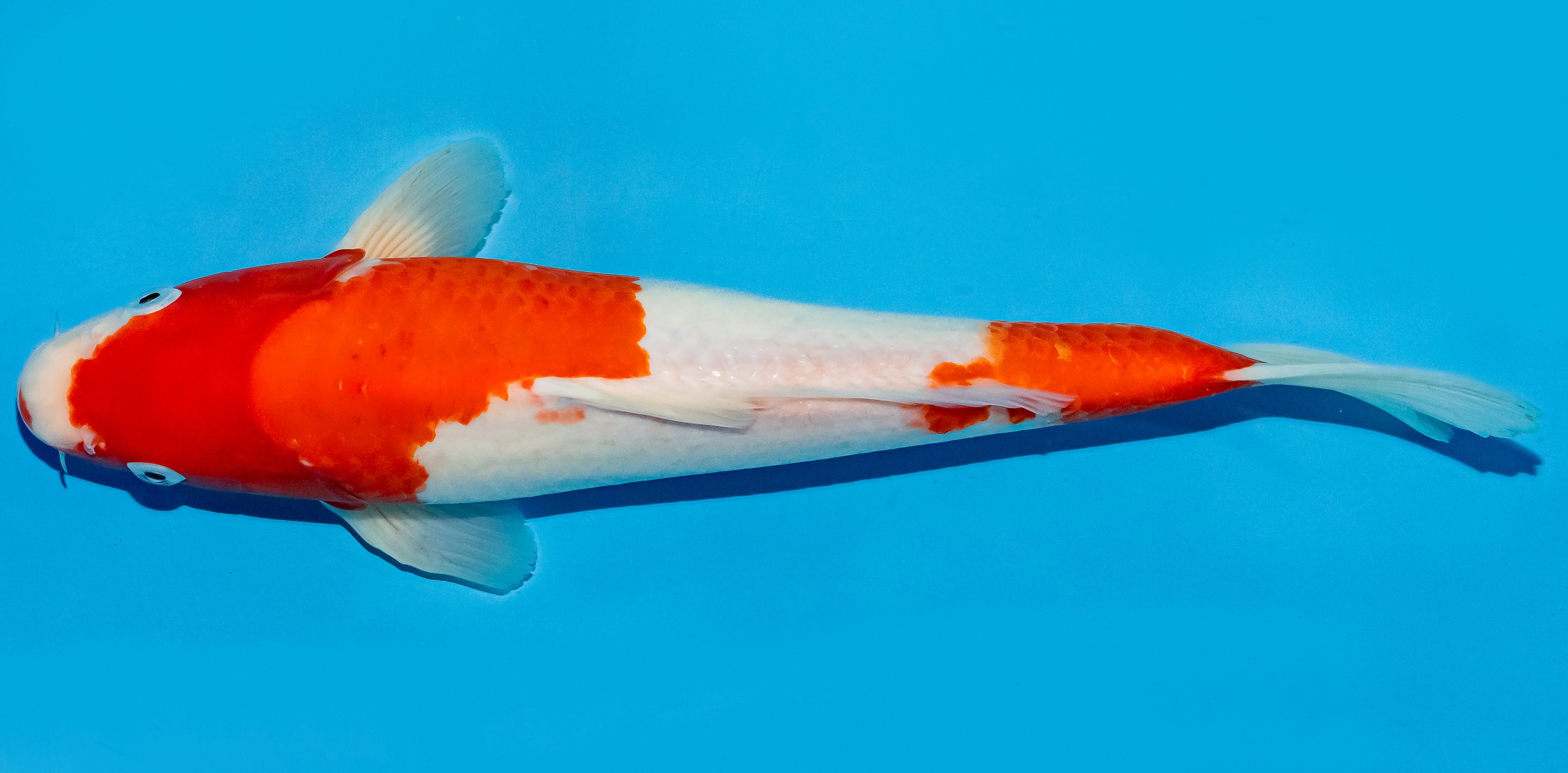 Koi 30-35cm Nr. 6310