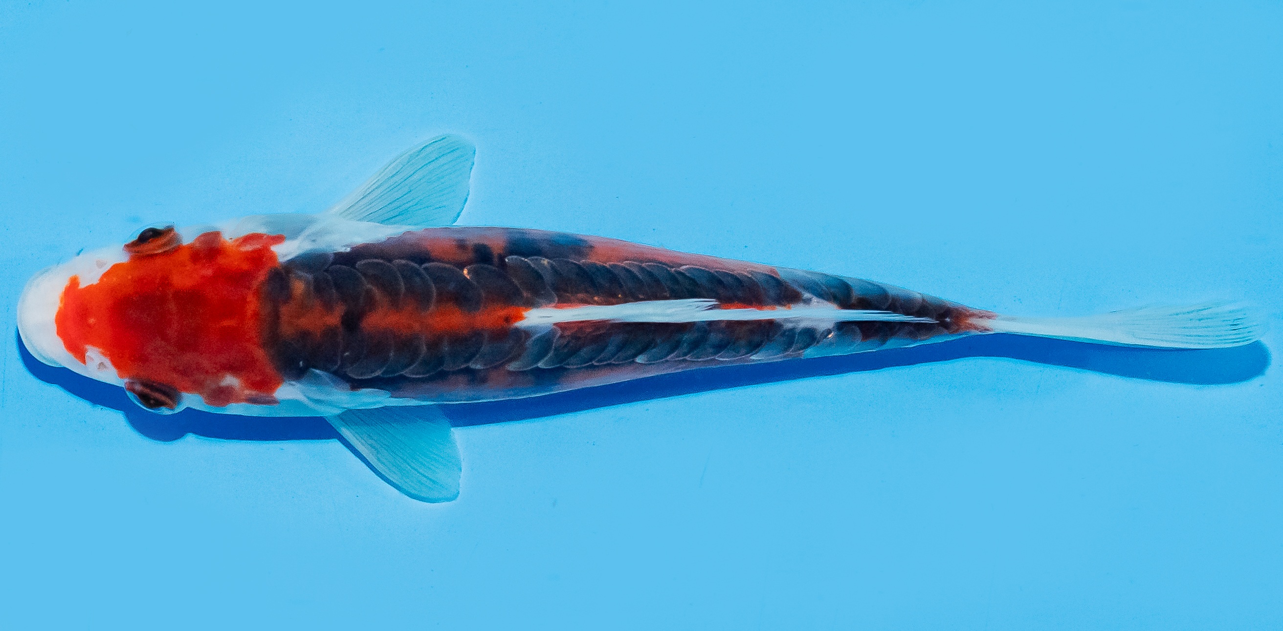 Koi 17-20cm Nr. 8788