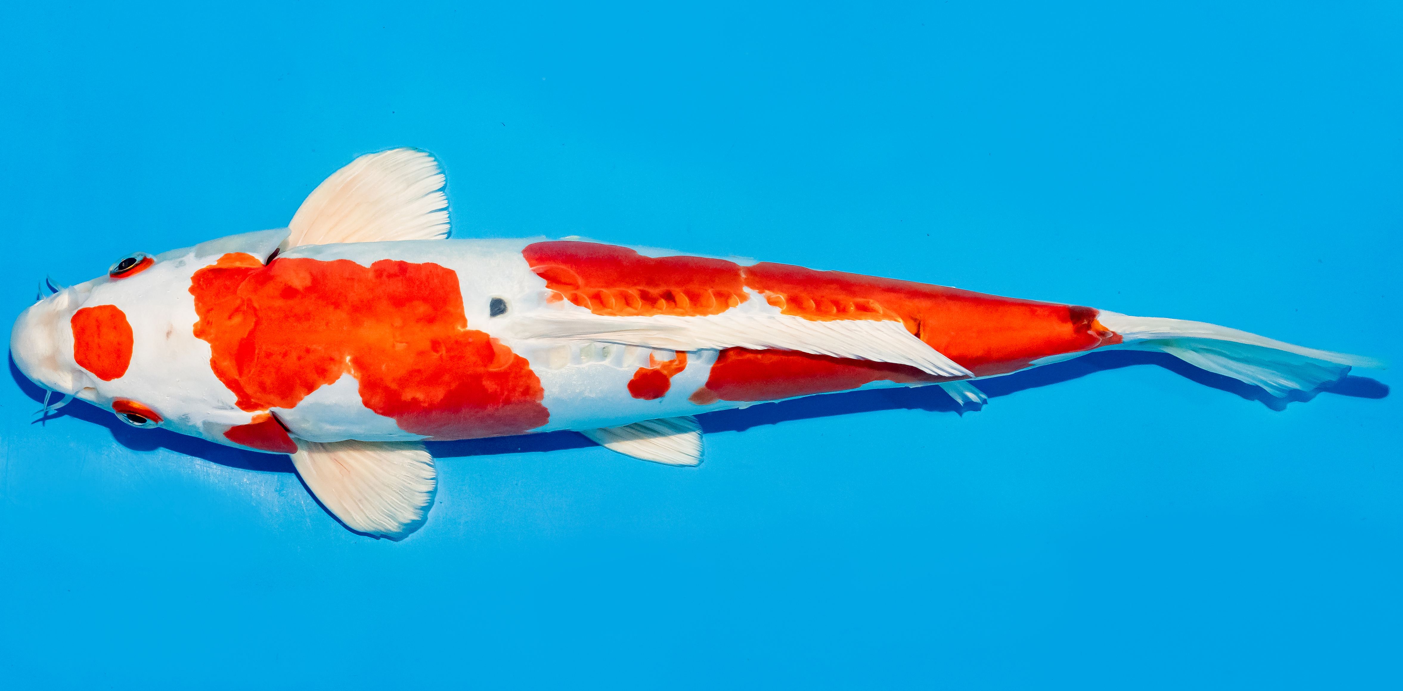 Koi 35-40cm Nr. 5024