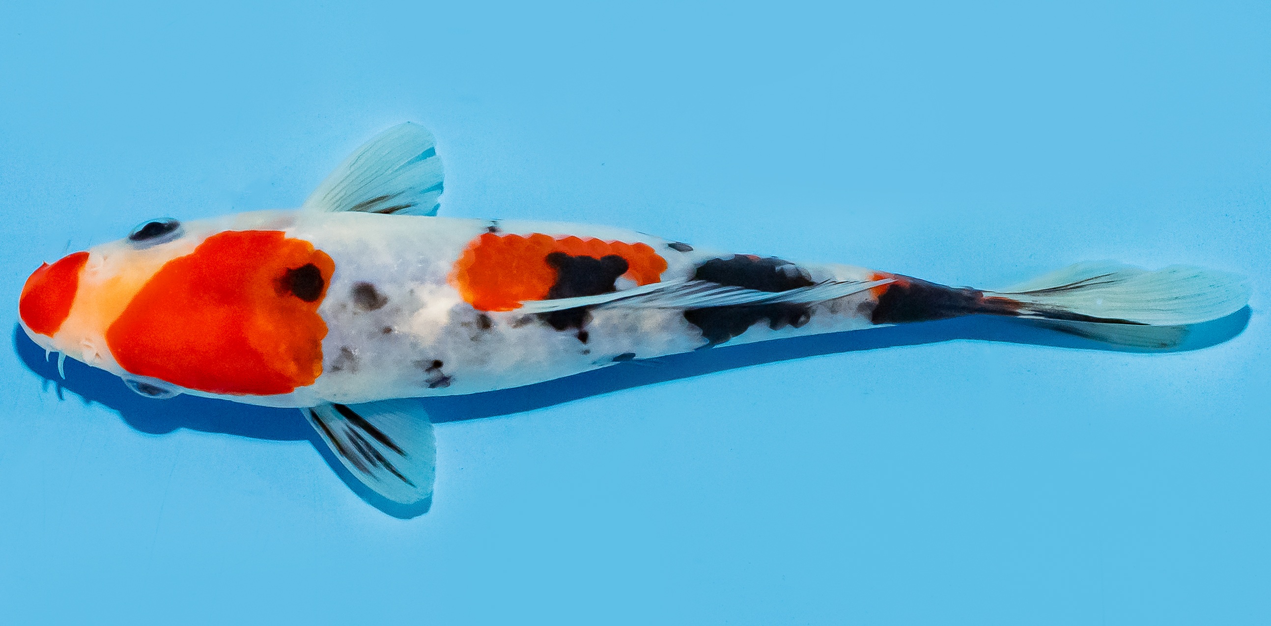 Koi 17-20cm Nr. 8725