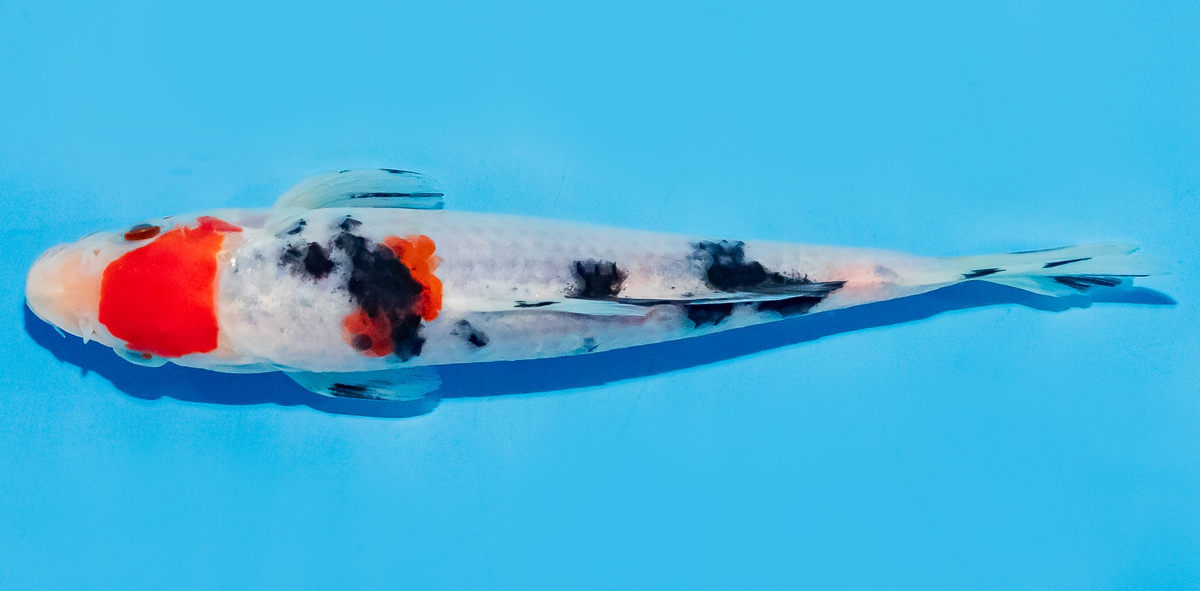 Koi 14-17cm Nr. 8008