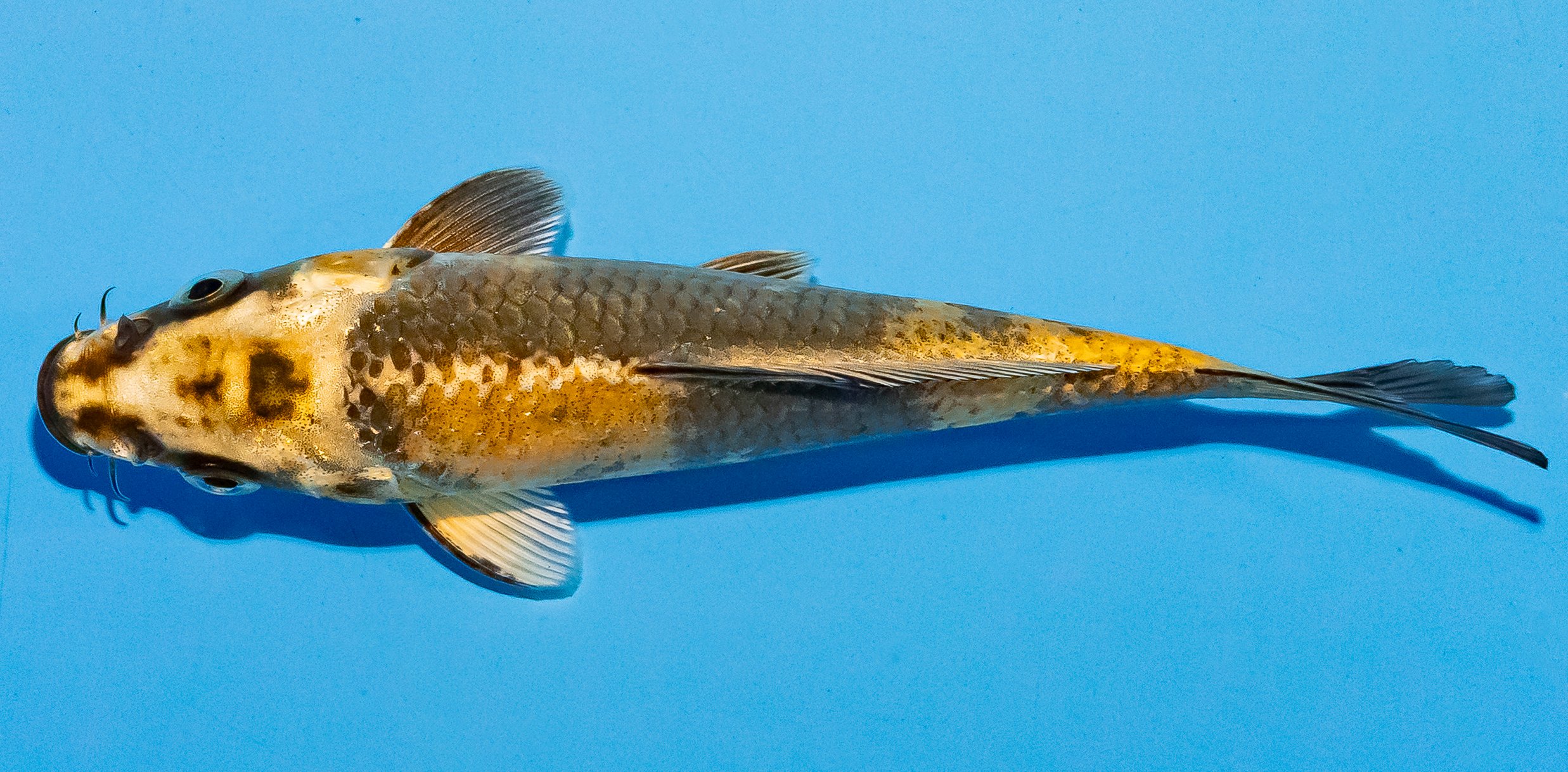 Koi 14-17cm Nr. 4703