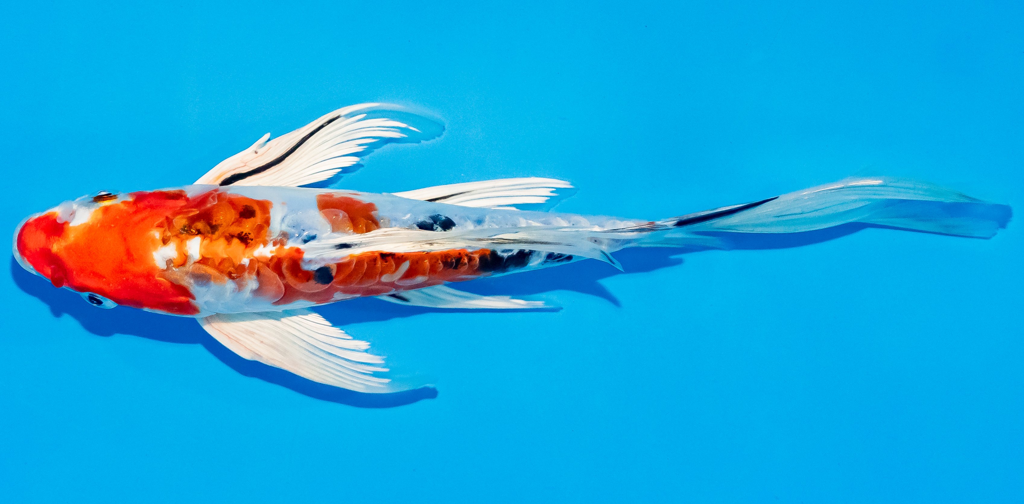 Butterfly Koi 20-25cm Nr. 3330