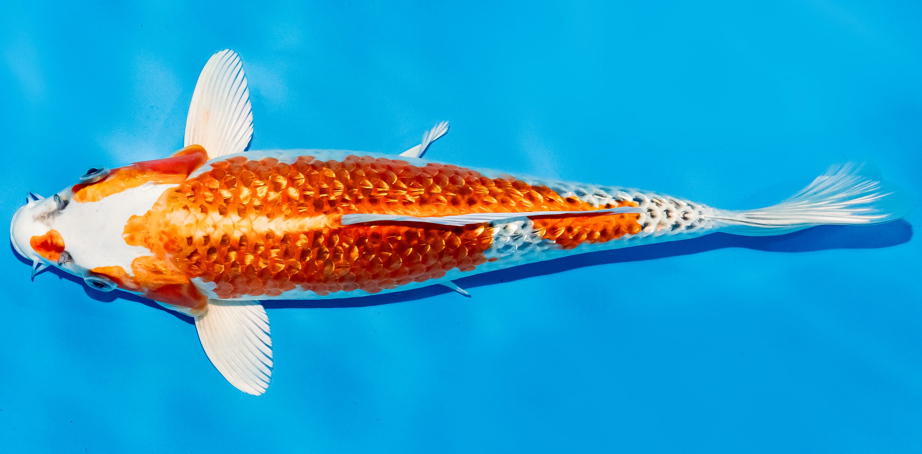 Koi 30-35cm Nr. 6348