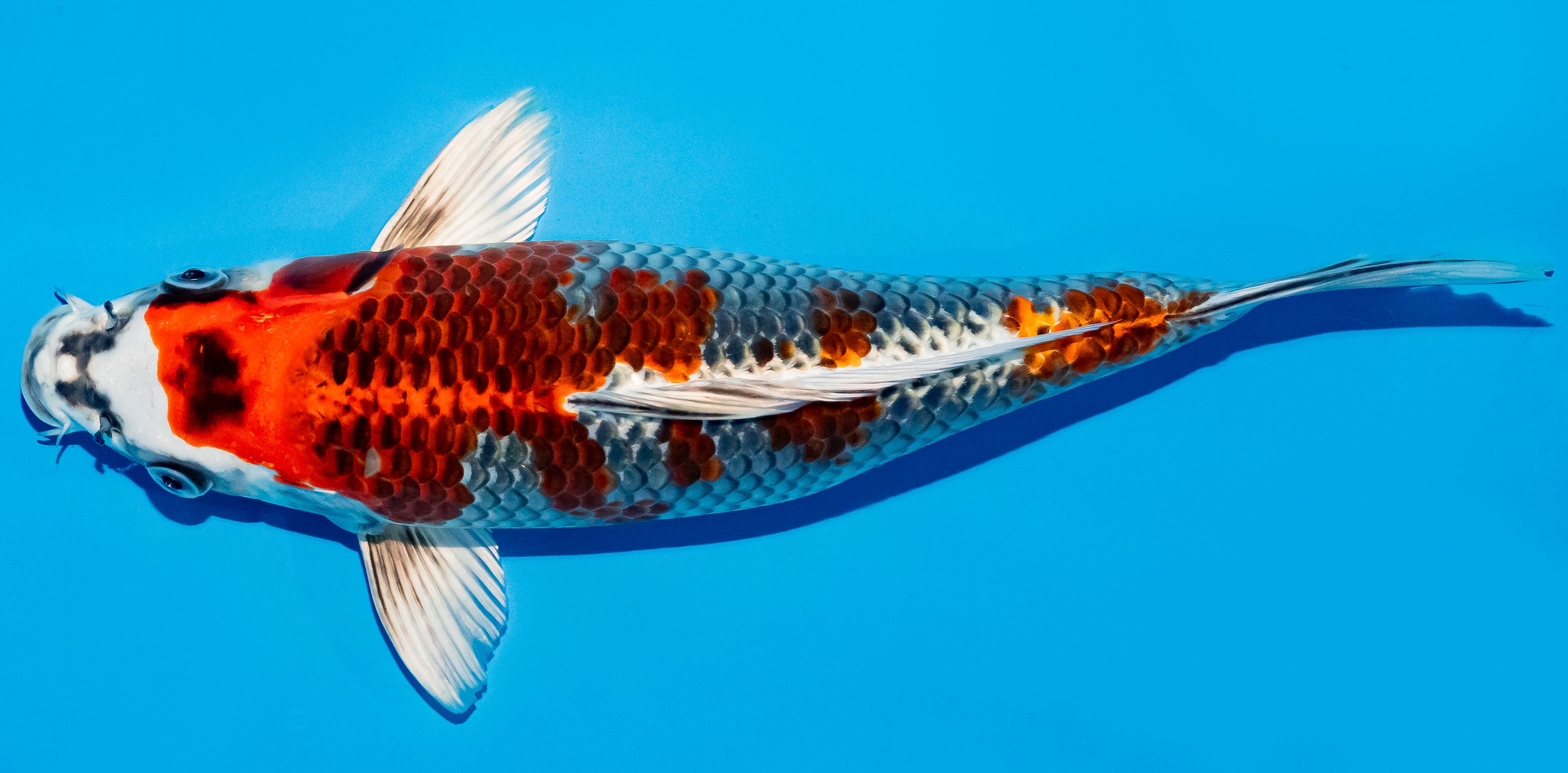 Koi 30-35cm Nr. 5159