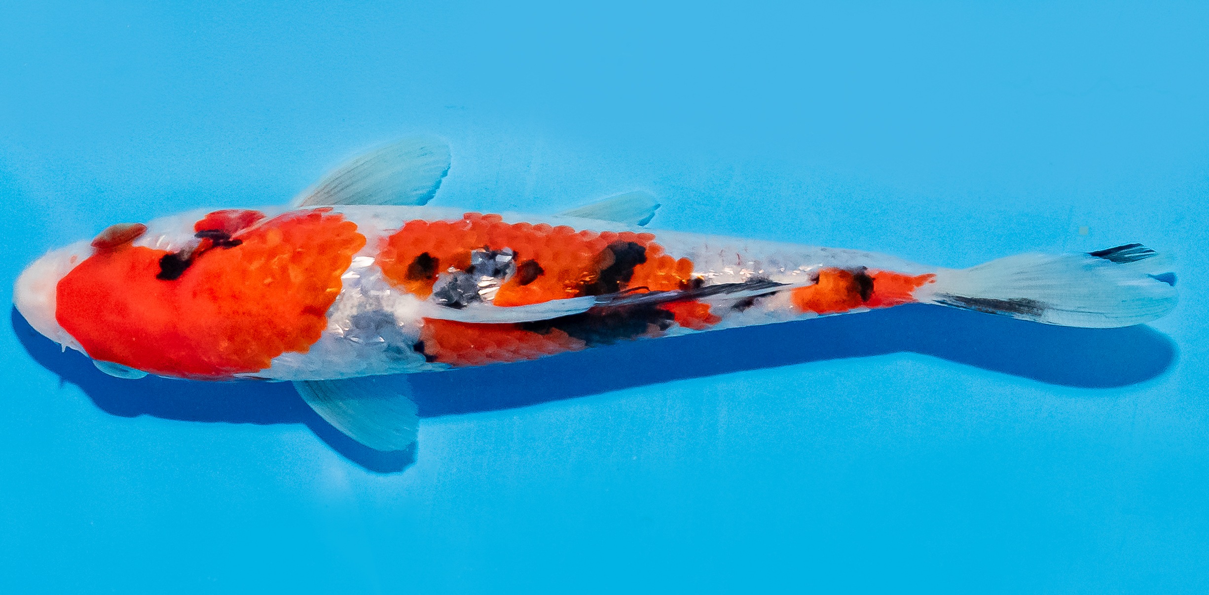 Koi 14-17cm Nr. 8010