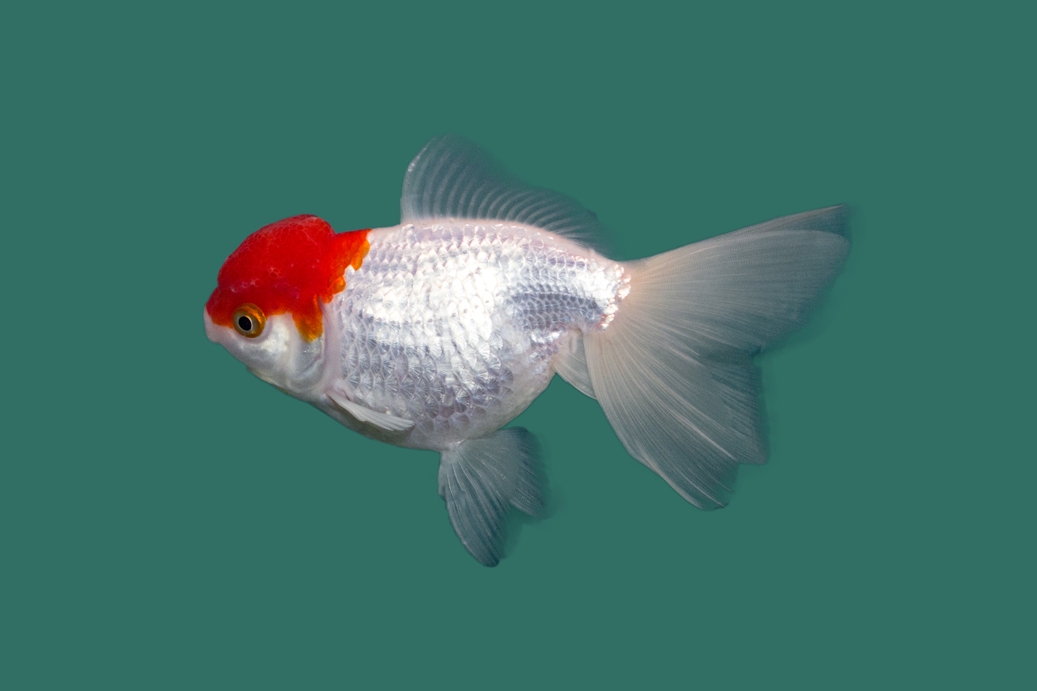 10x Red Cap Sluierstaart