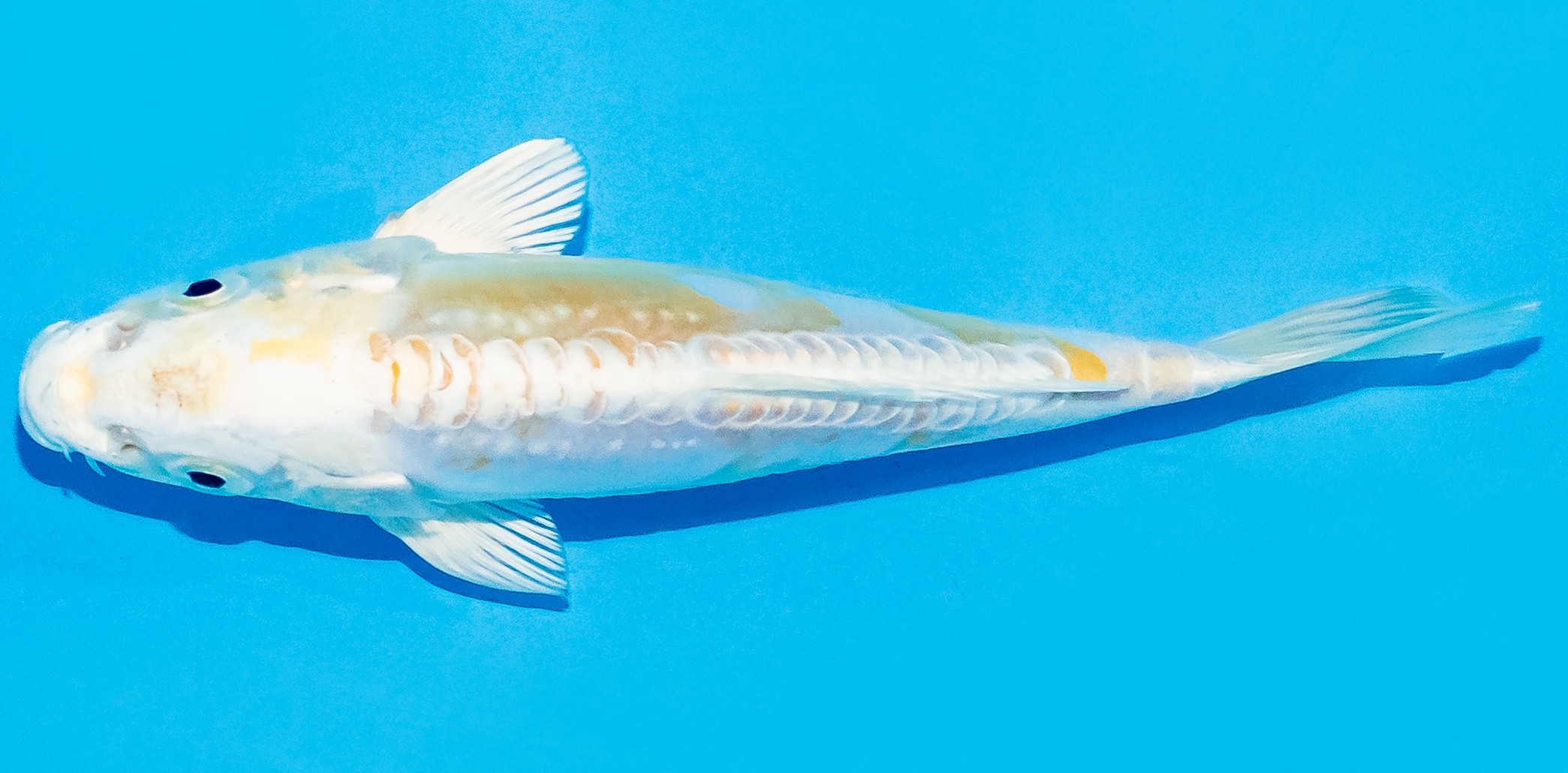 Koi 14-17cm Nr. 8107