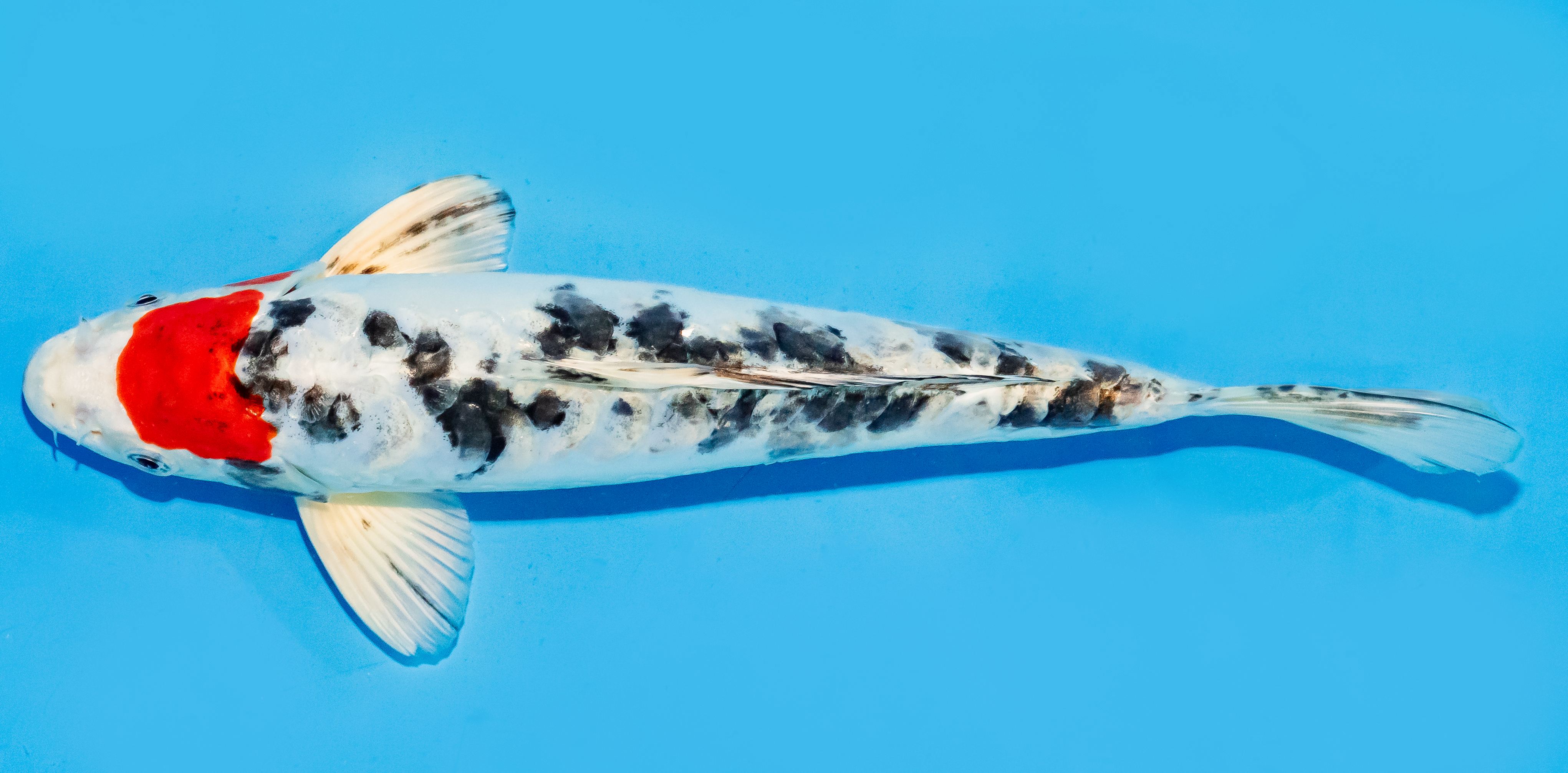 Koi 30-35cm Nr. 7630
