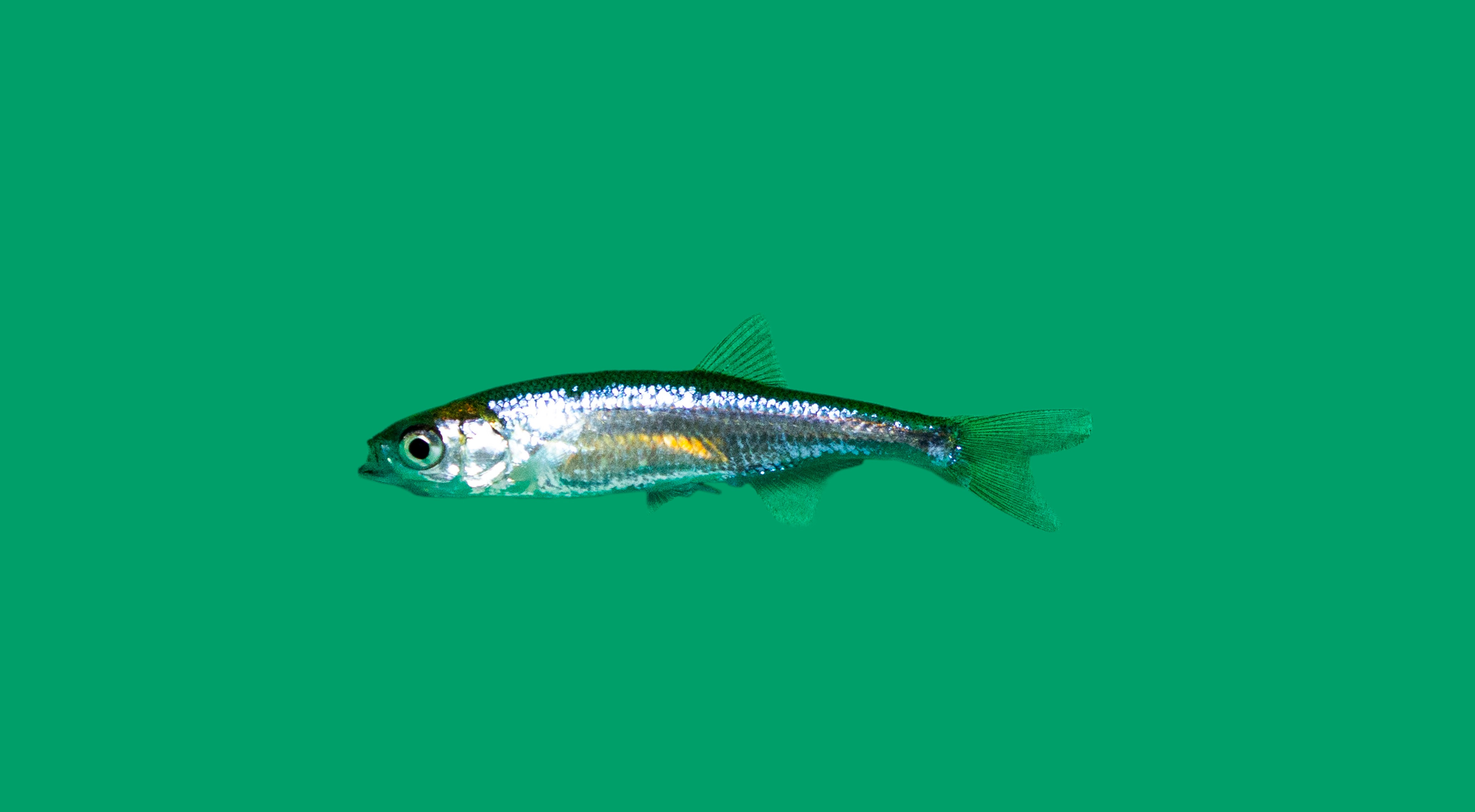 1000x Vetje (Leucaspius delineatus) 2-4cm