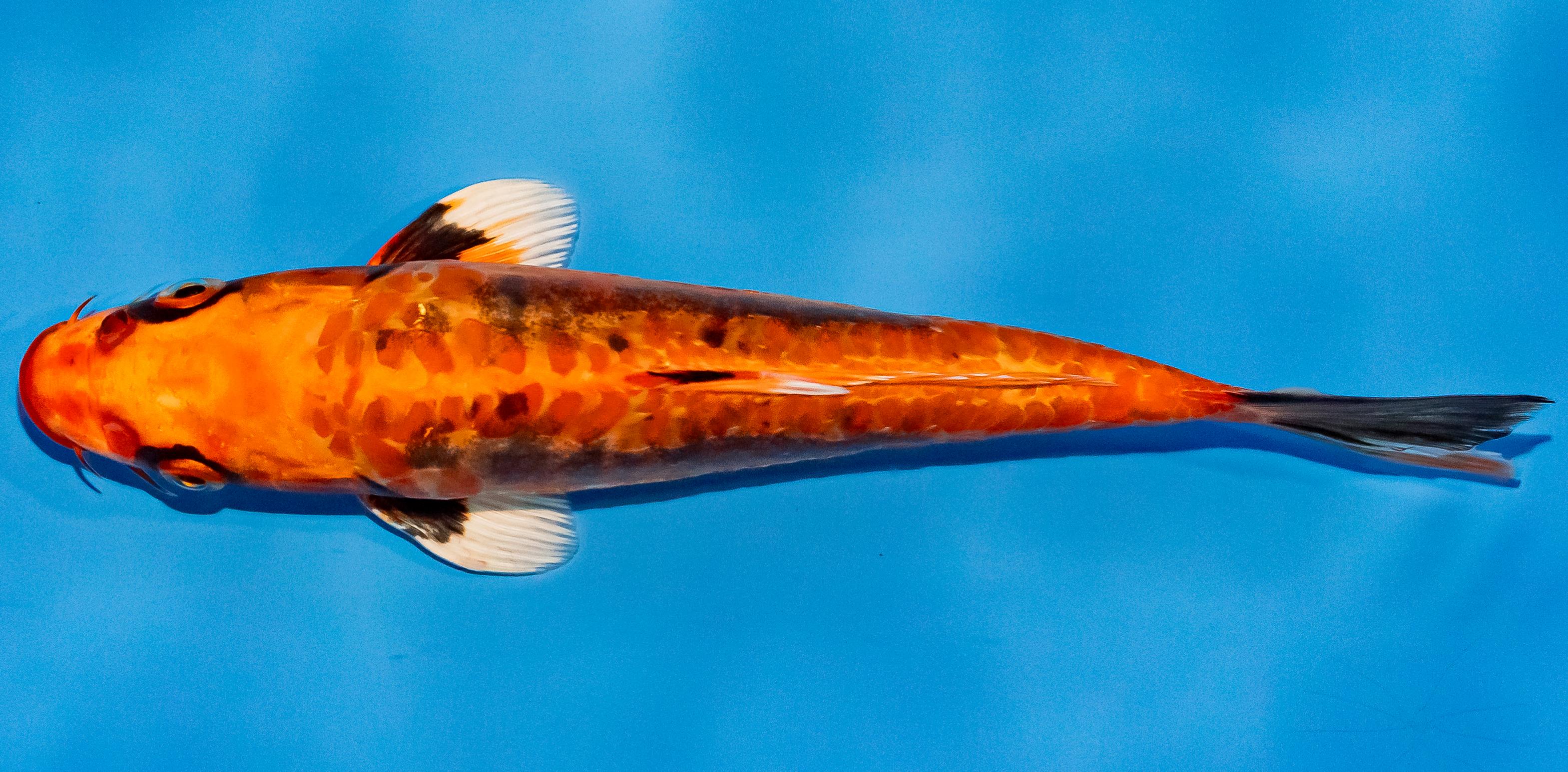 Koi 17-20cm Nr. 2123
