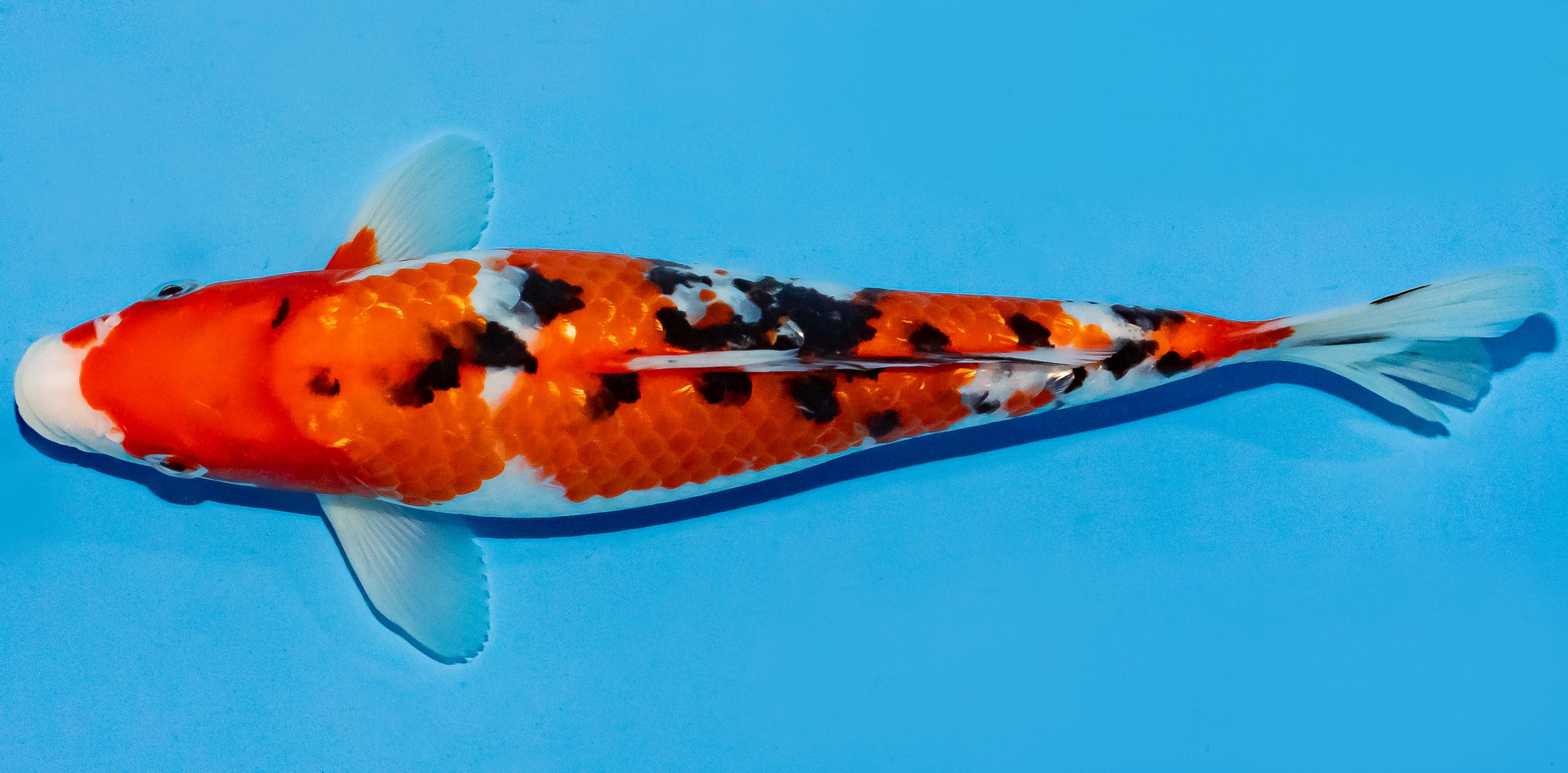 Koi 25-30cm Nr. 5321