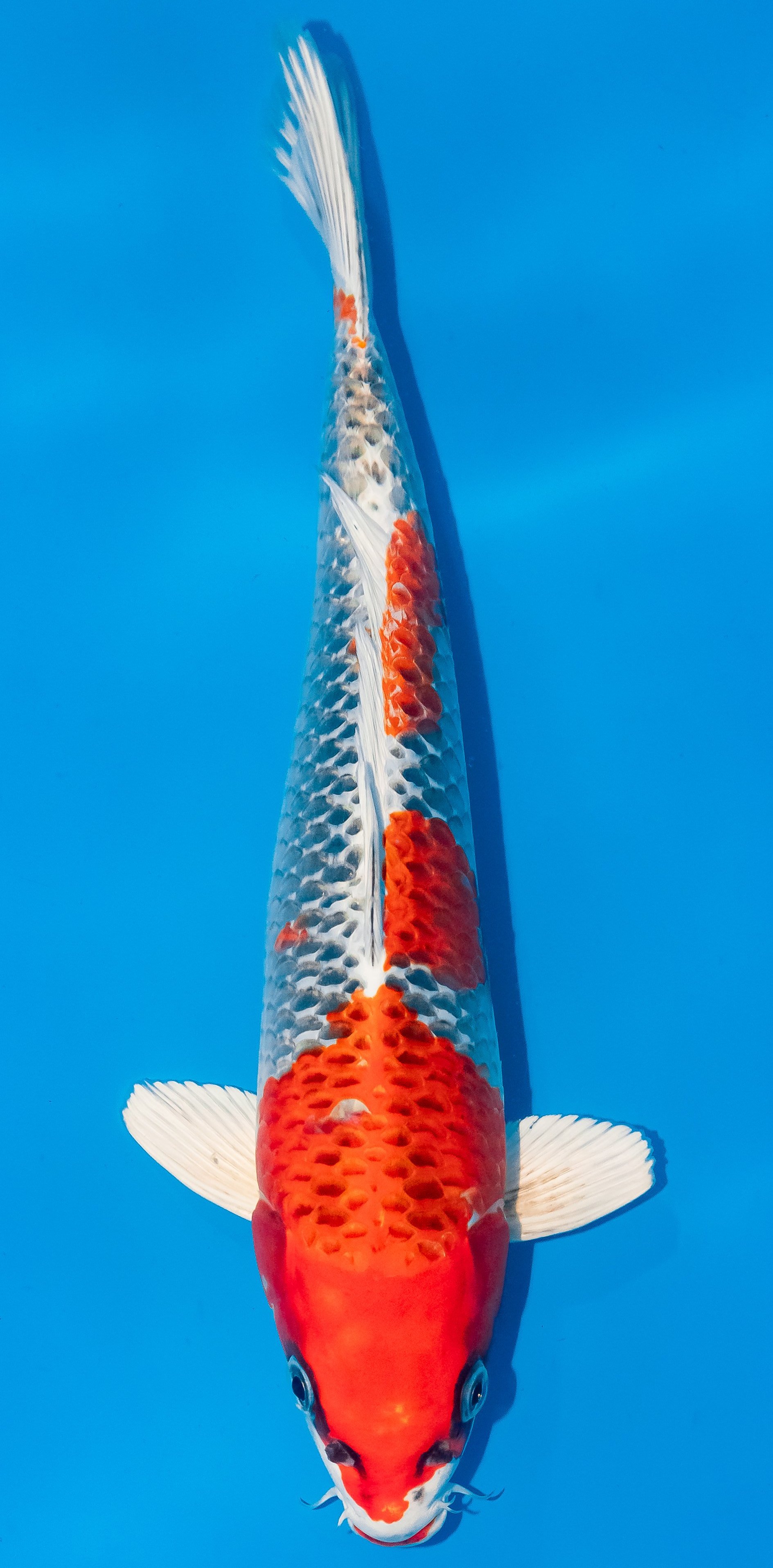 Koi 35-40cm Nr. 5097