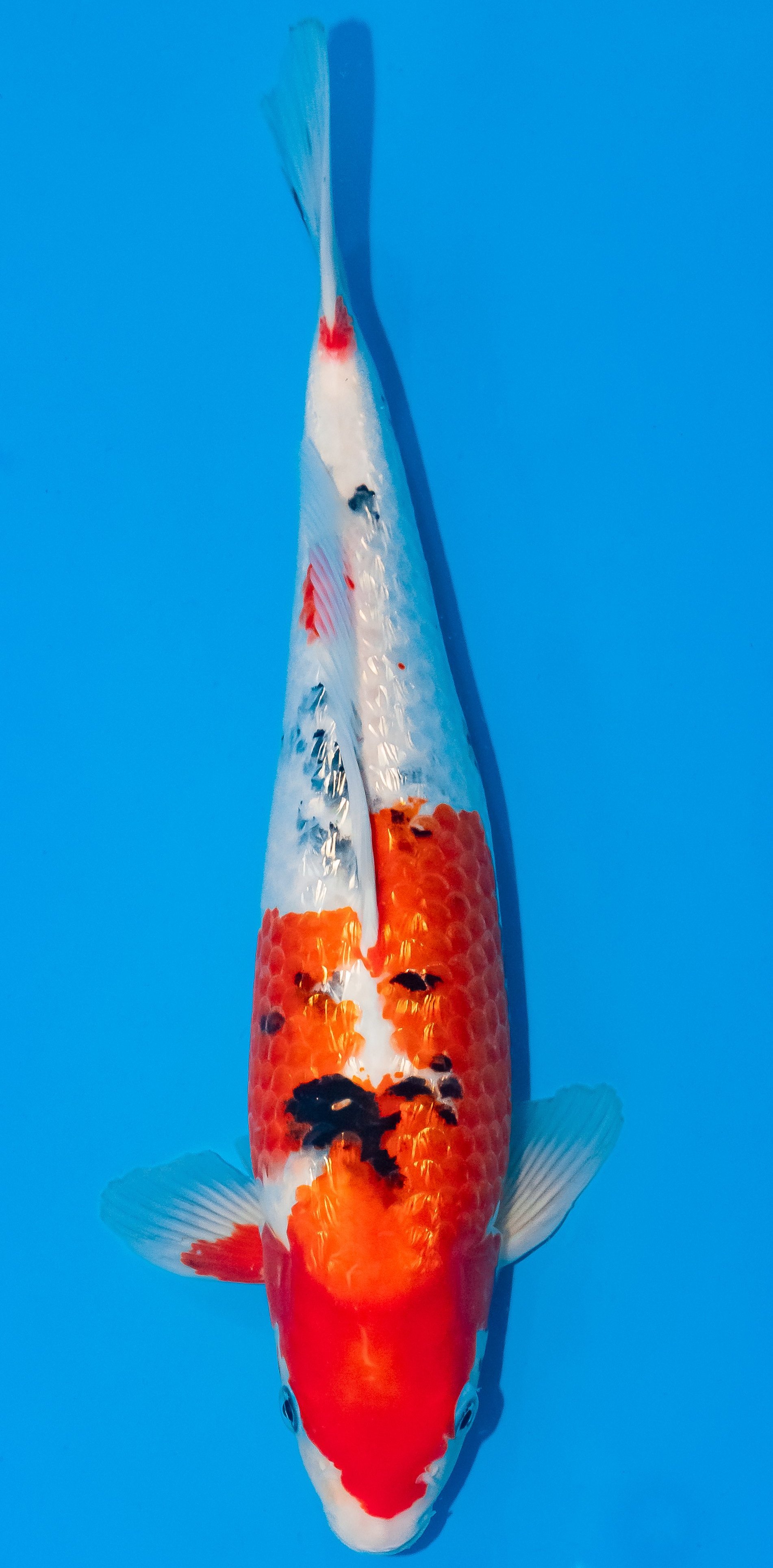 Koi 35-40cm Nr. 1157