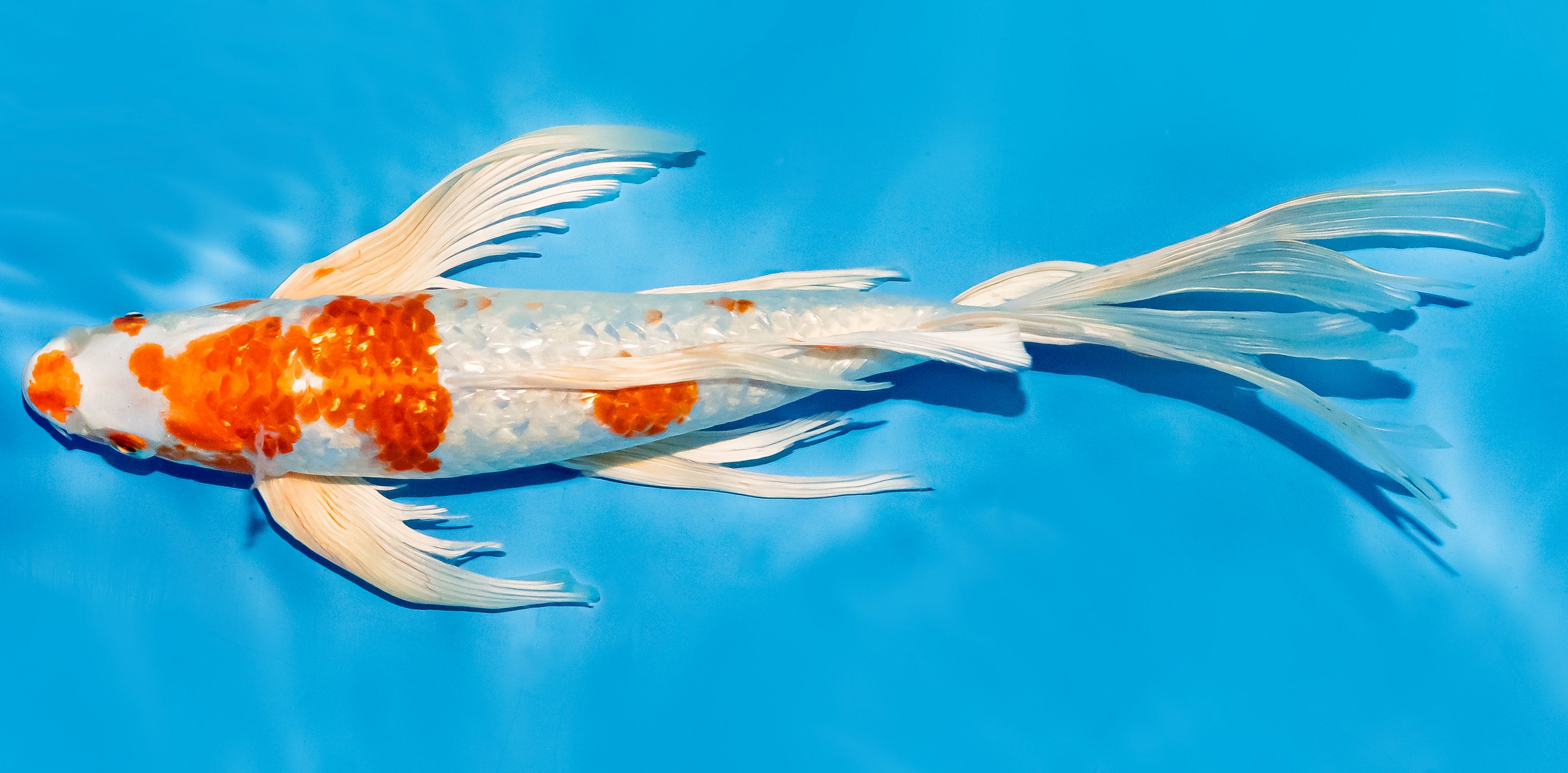 Butterfly Koi 25-30cm Nr. 5623