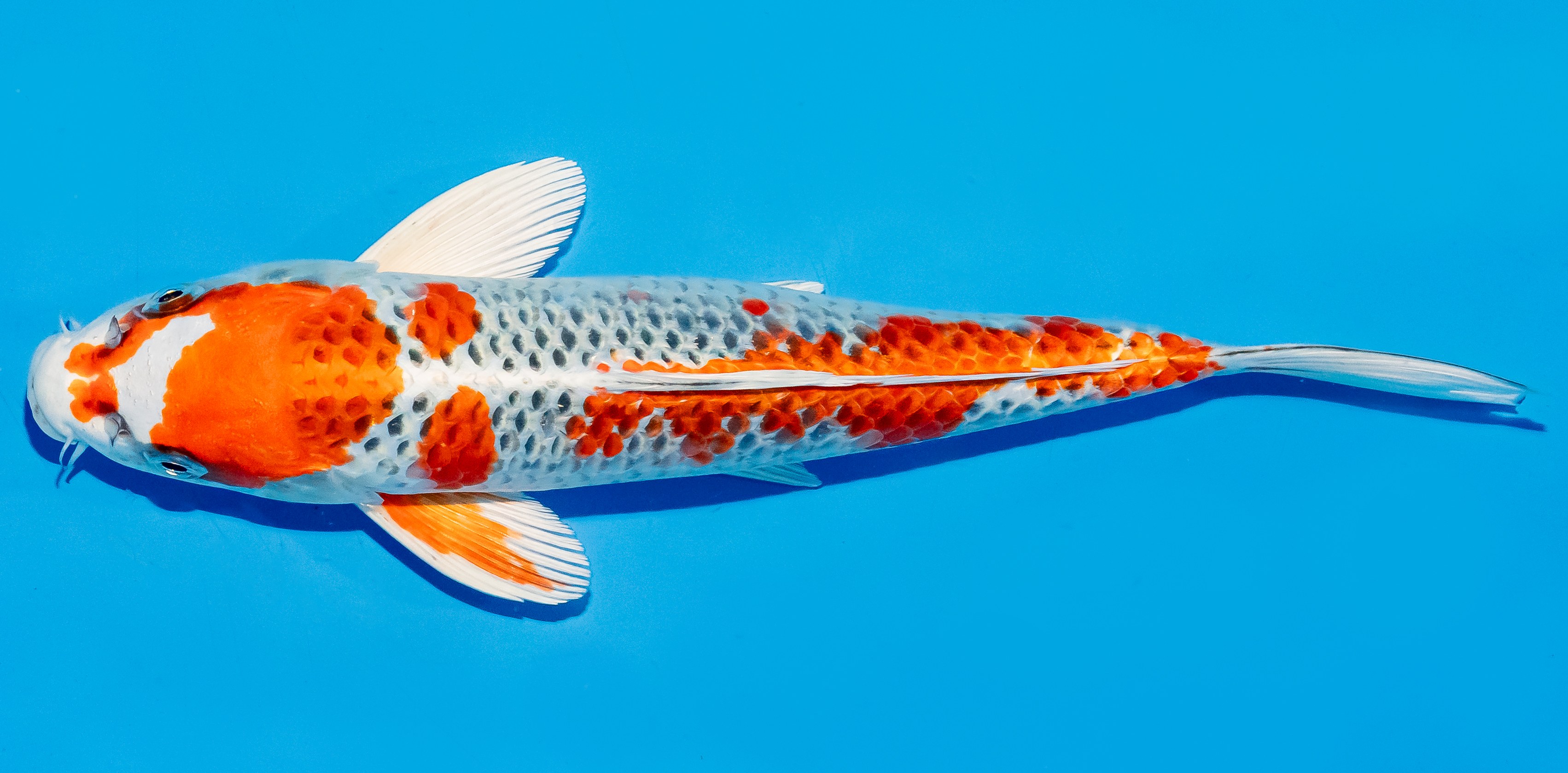 Koi 25-30cm Nr. 5220