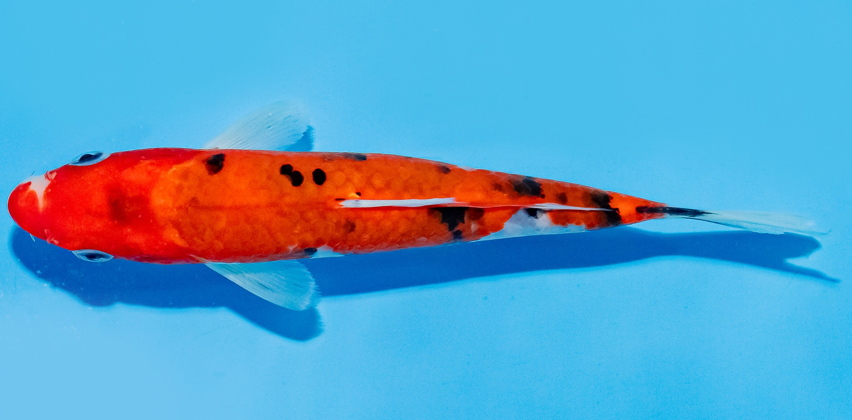 Koi 17-20cm Nr. 7241