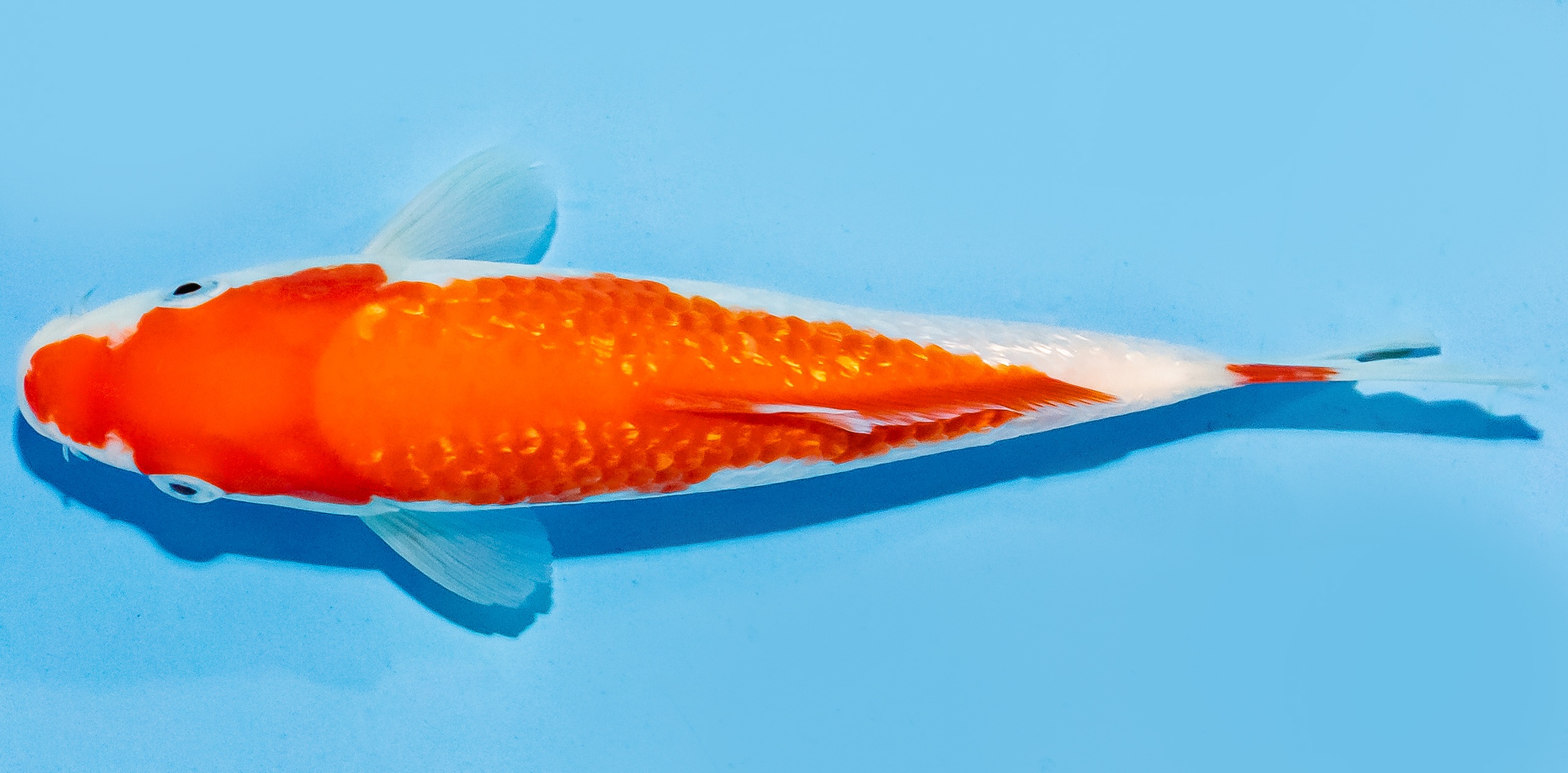 Koi 17-20cm Nr. 7101