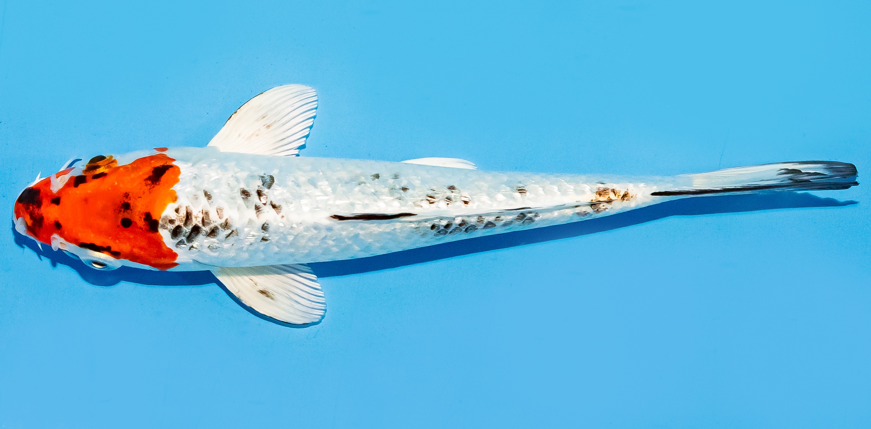 Koi 17-20cm Nr. 8779