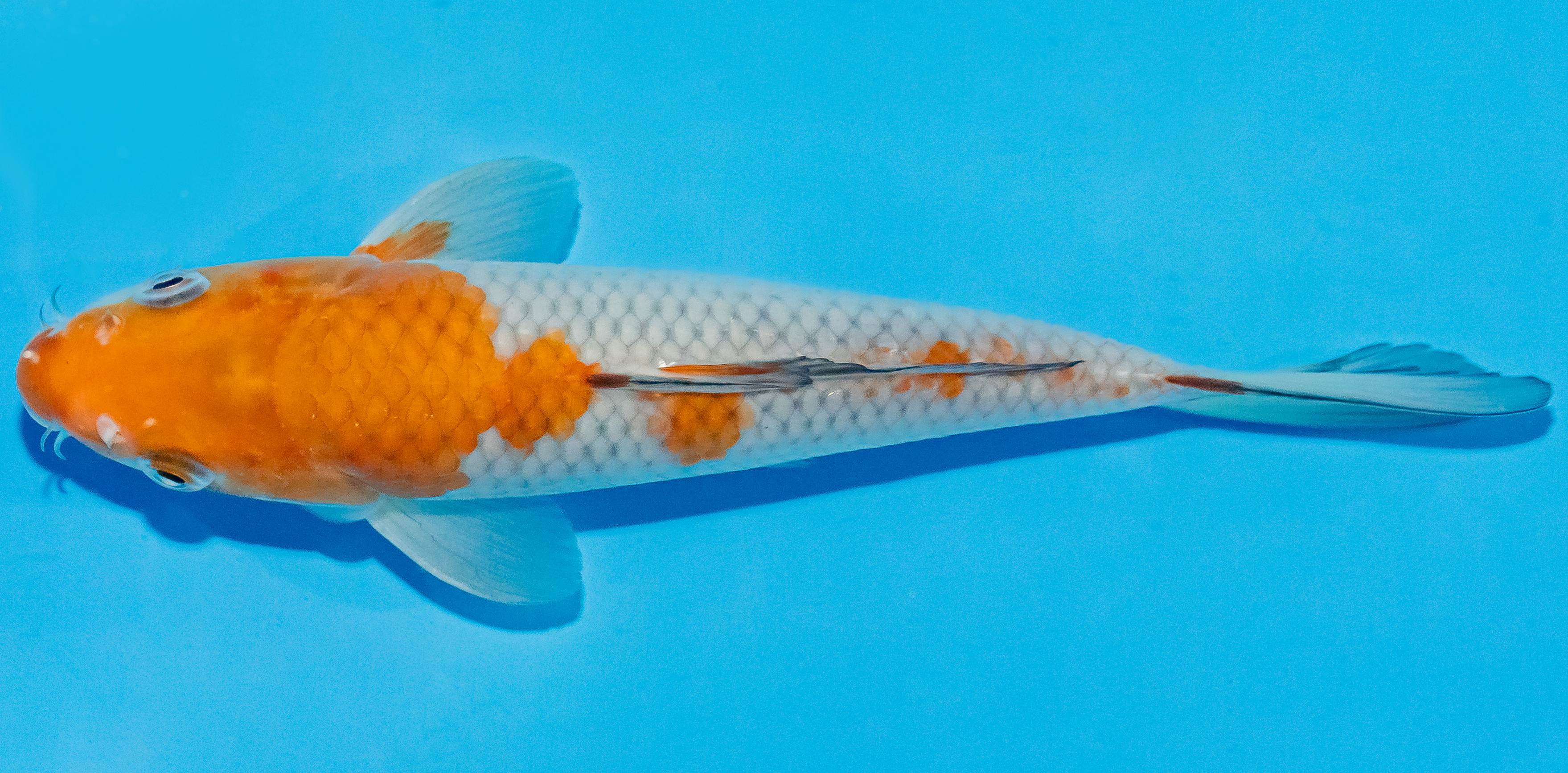 Koi 20-25cm Nr. 2840