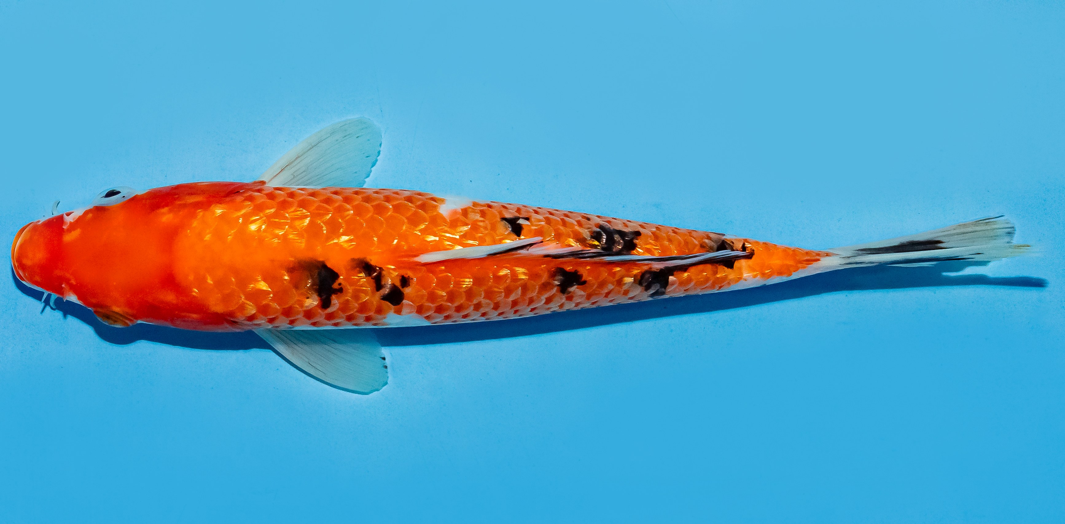 Koi 20-25cm Nr. 8602