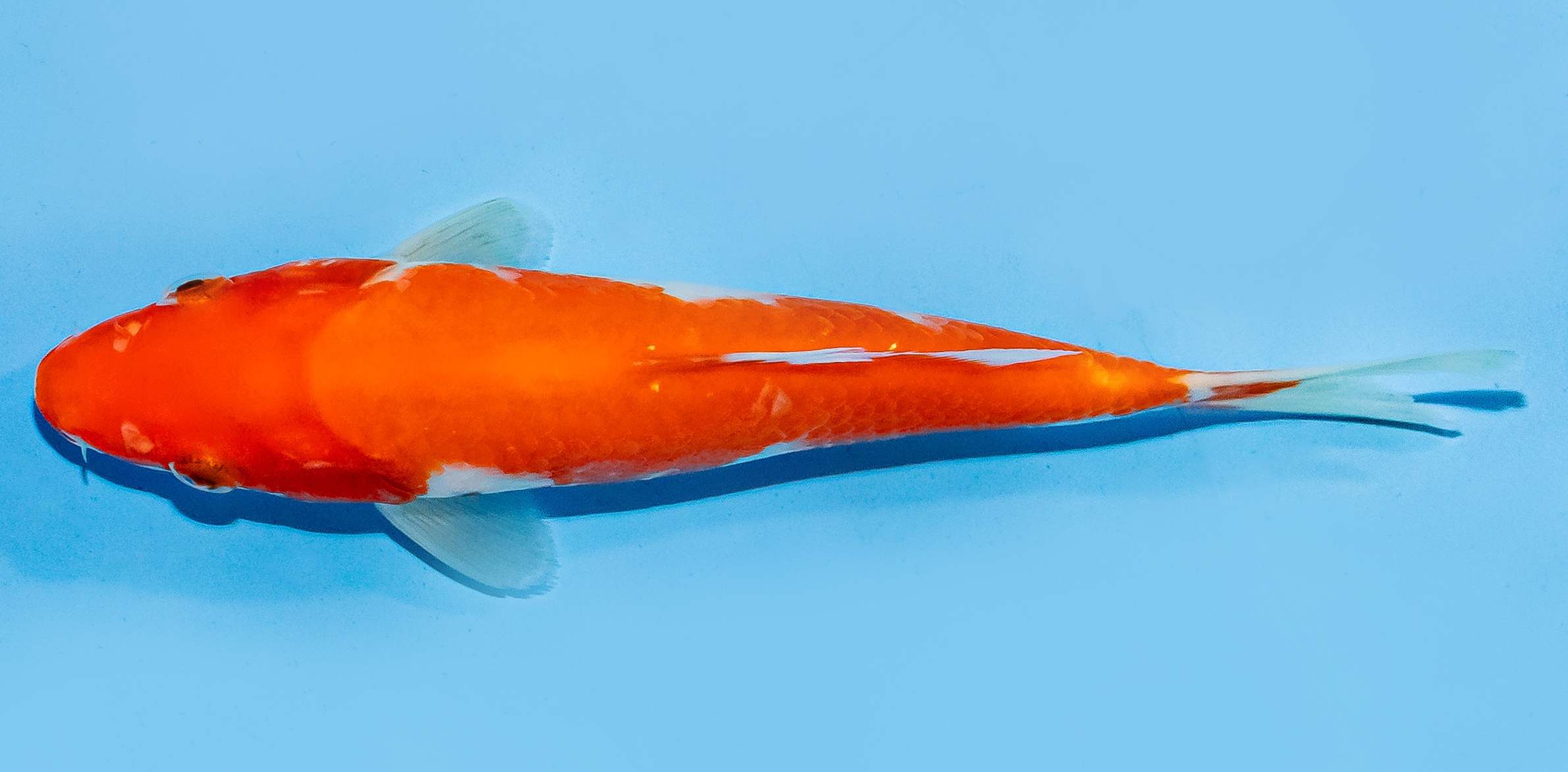 Koi 17-20cm Nr. 7253
