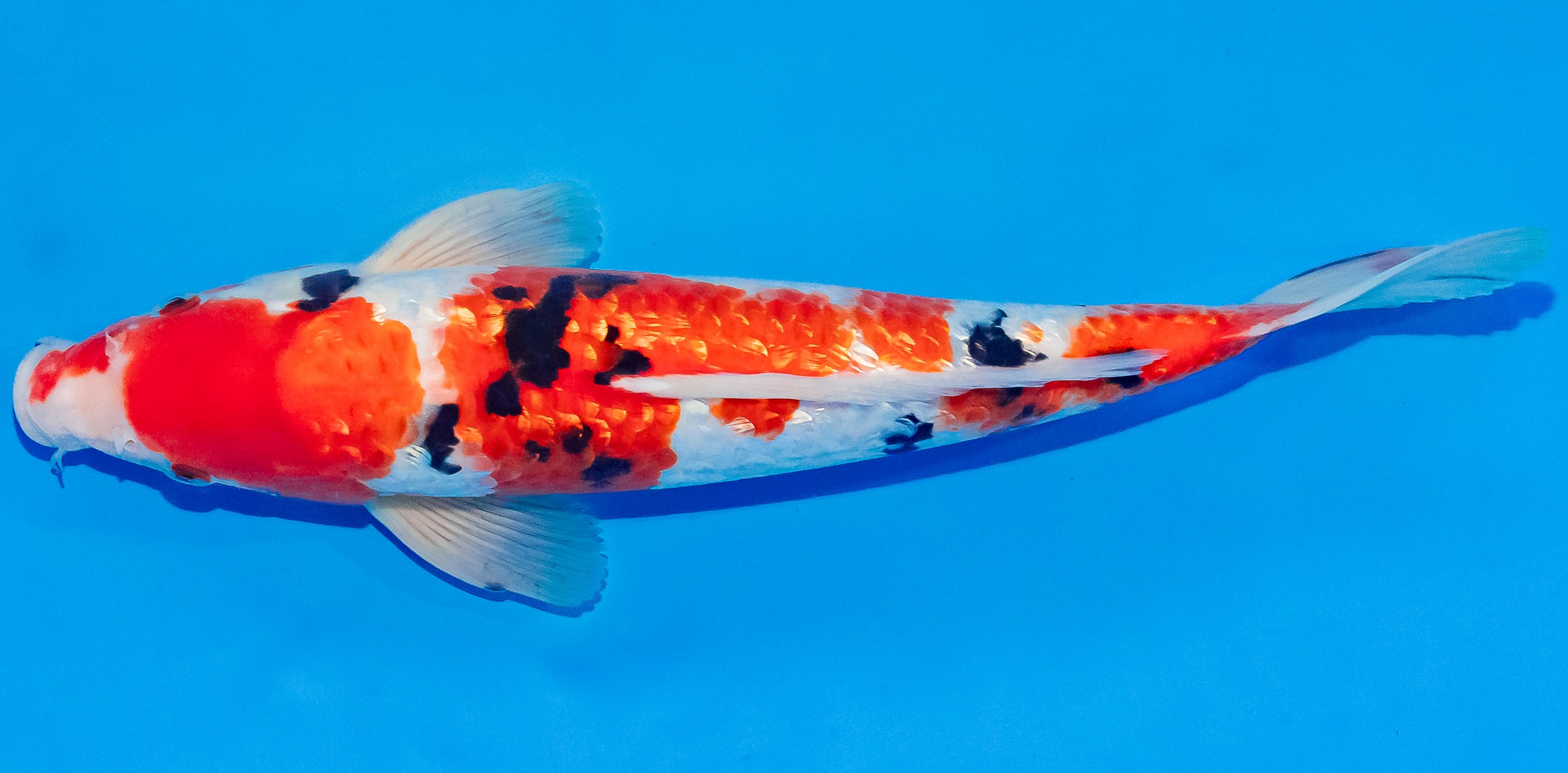 Koi 30-35cm Nr. 3733