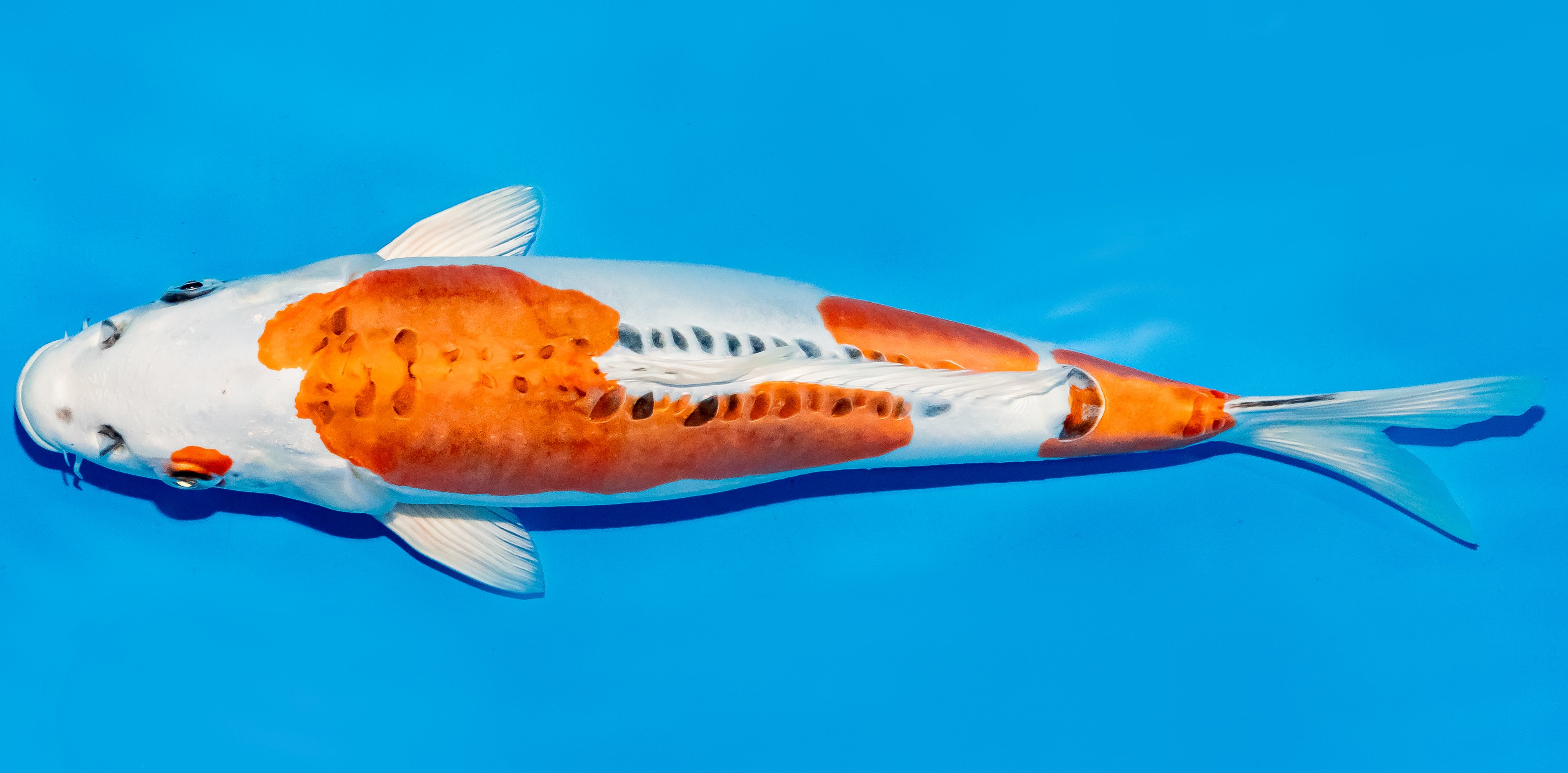 Koi 35-40cm Nr. 5051