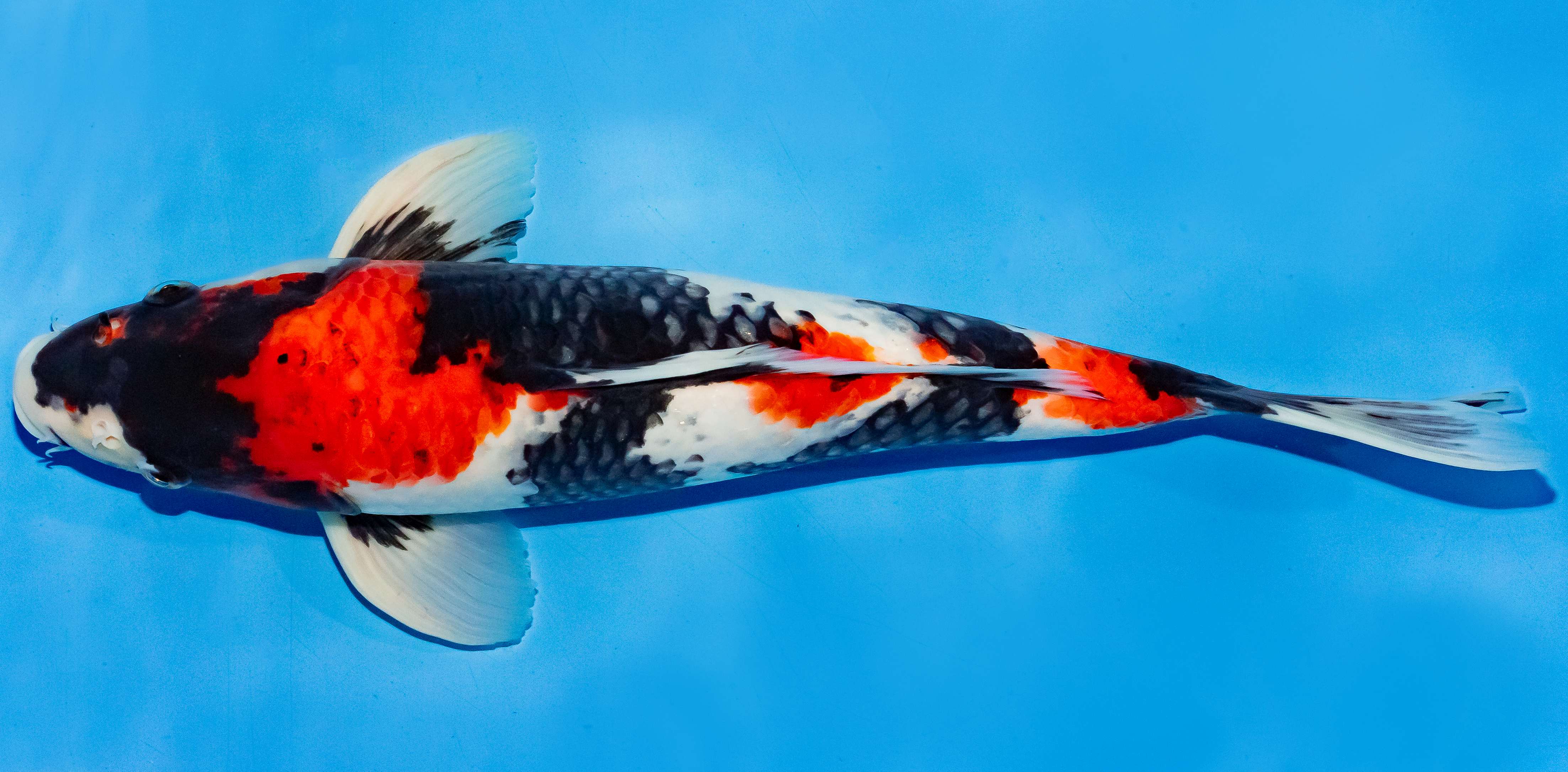 Koi 35-40cm Nr. 5010