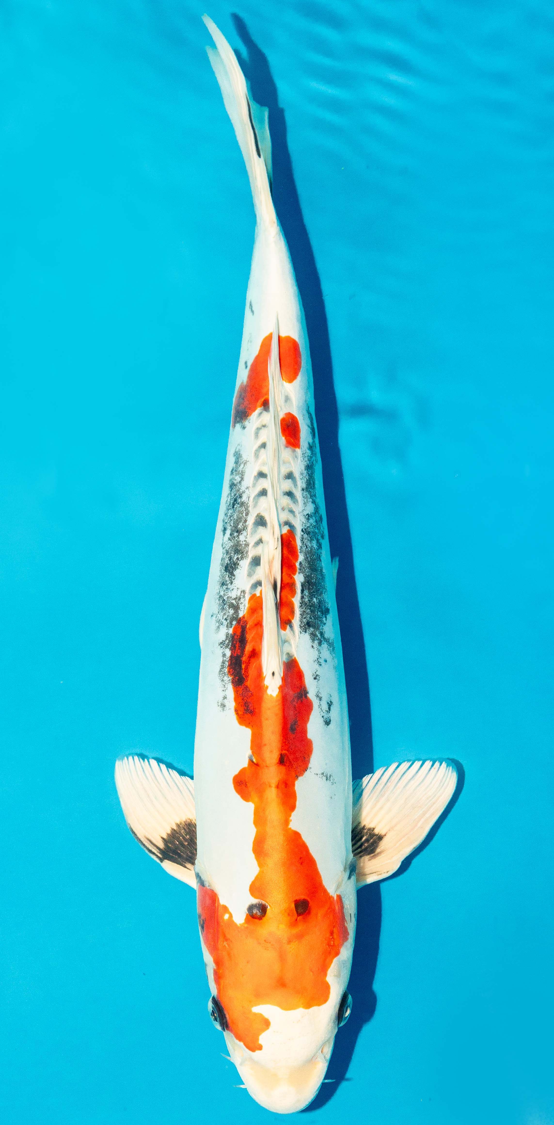 Koi 40-45cm Nr. 4993