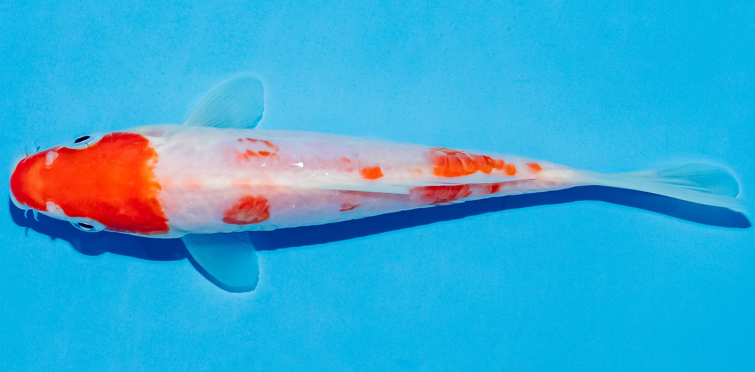 Koi 14-17cm Nr. 4720