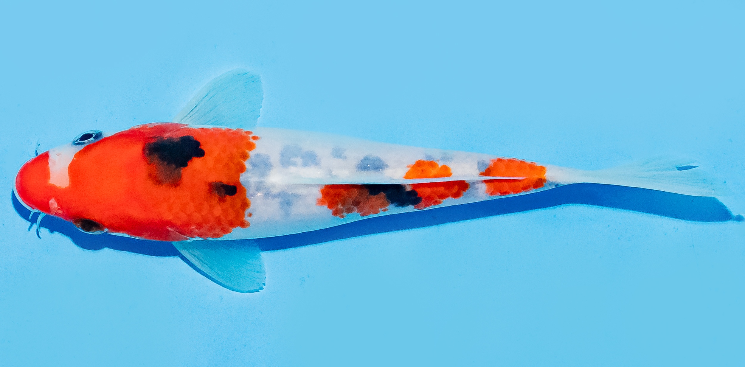 Koi 17-20cm Nr. 6525