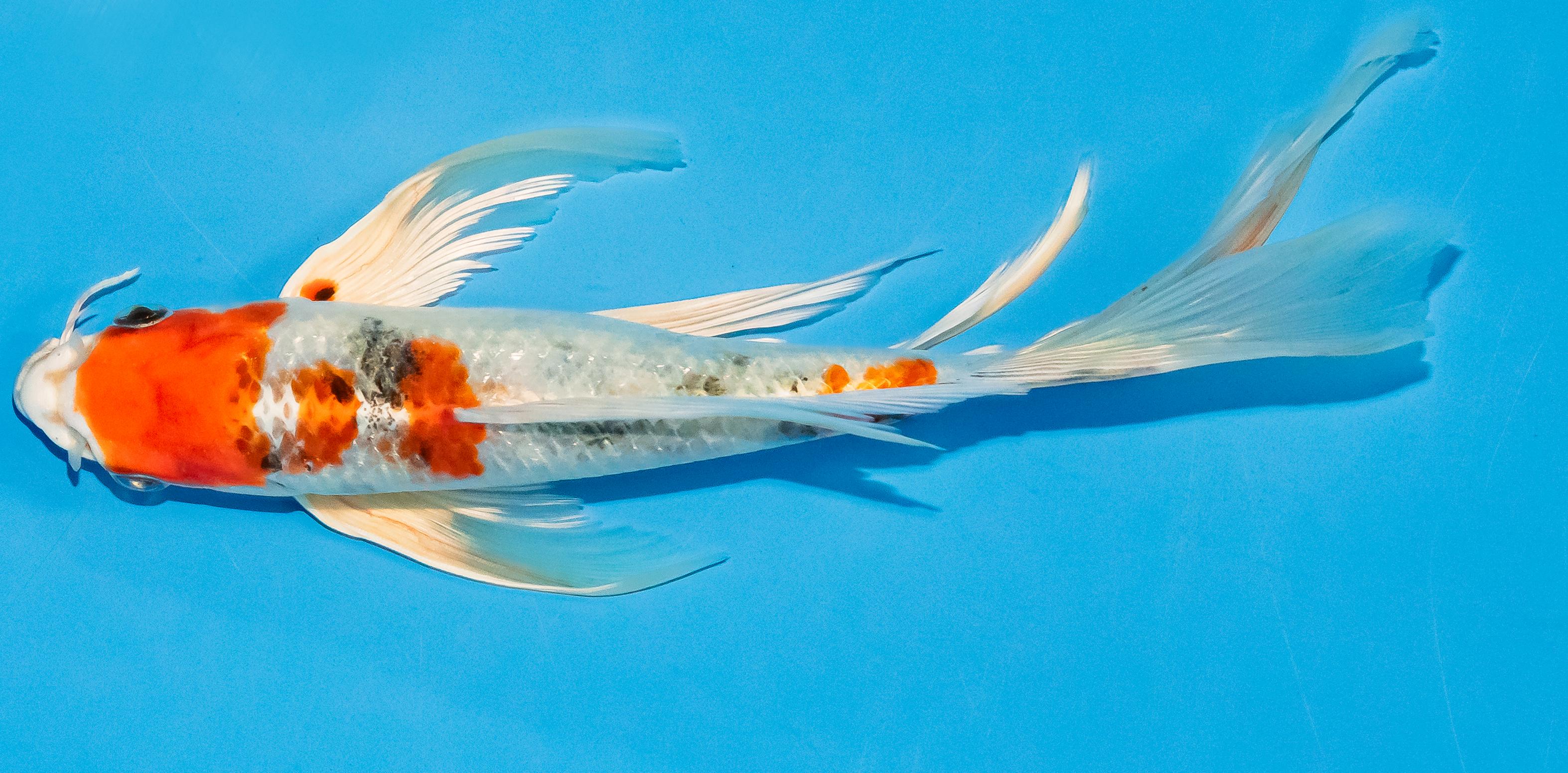 Butterfly Koi 20-25cm Nr. 3370