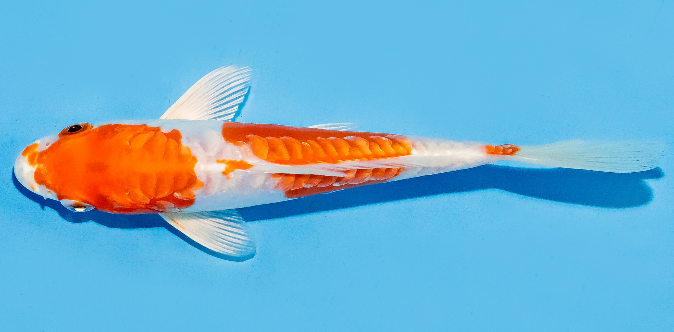 Koi 17-20cm Nr. 8759