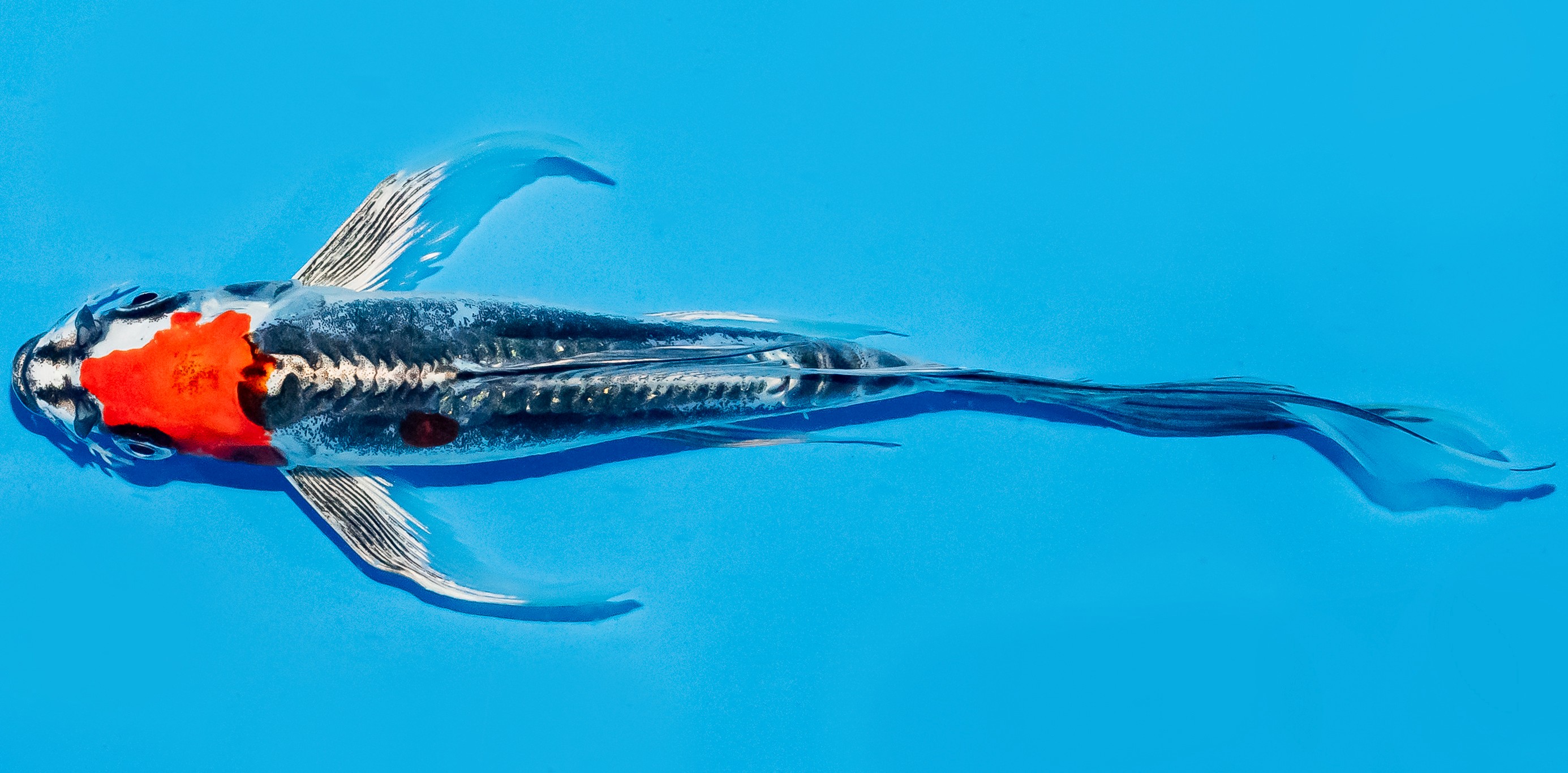 Butterfly Koi 20-25cm Nr. 8523