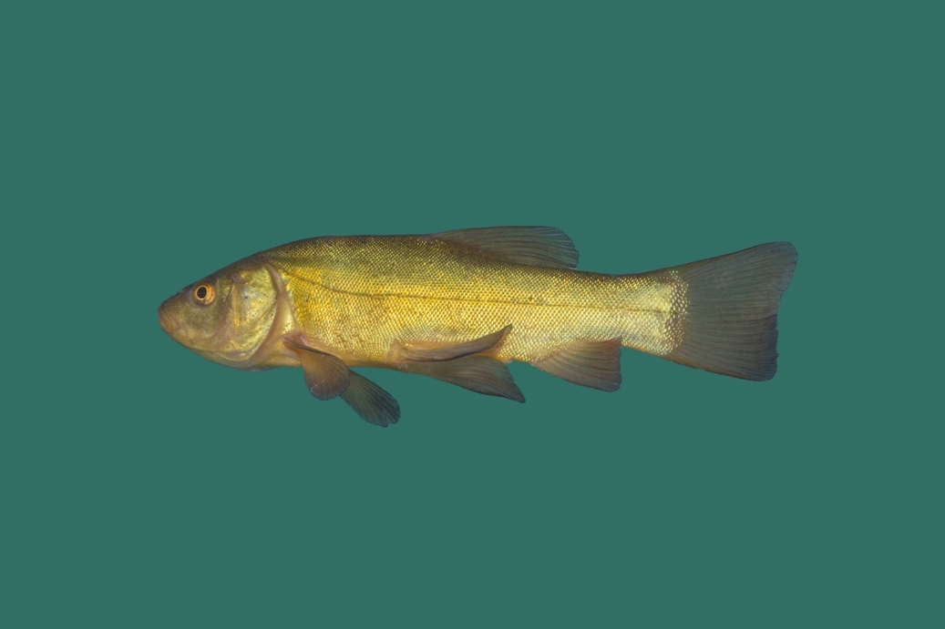 100x Zeelt (Tinca tinca) 6-9cm