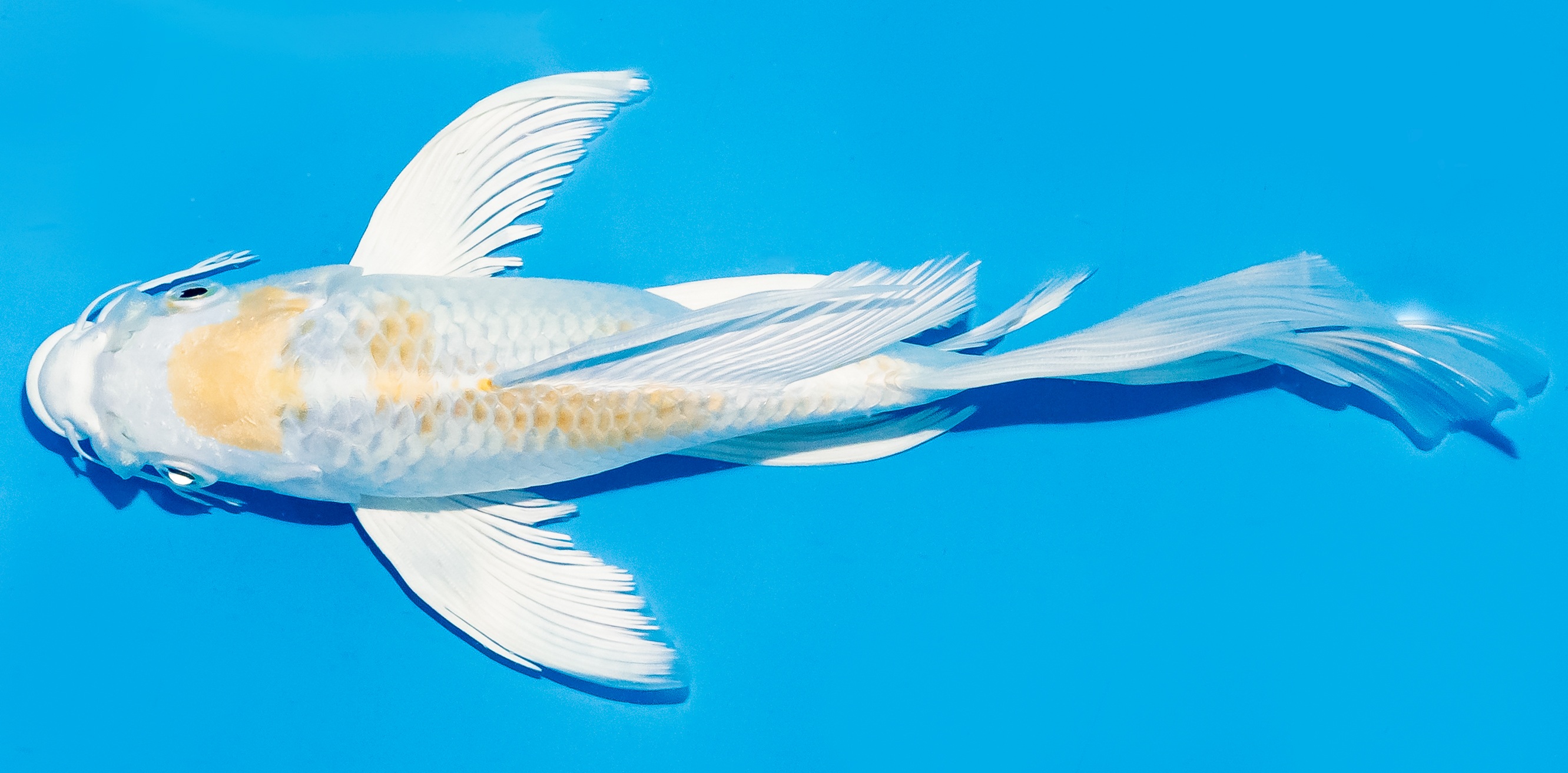 Butterfly Koi 20-25cm Nr. 8518