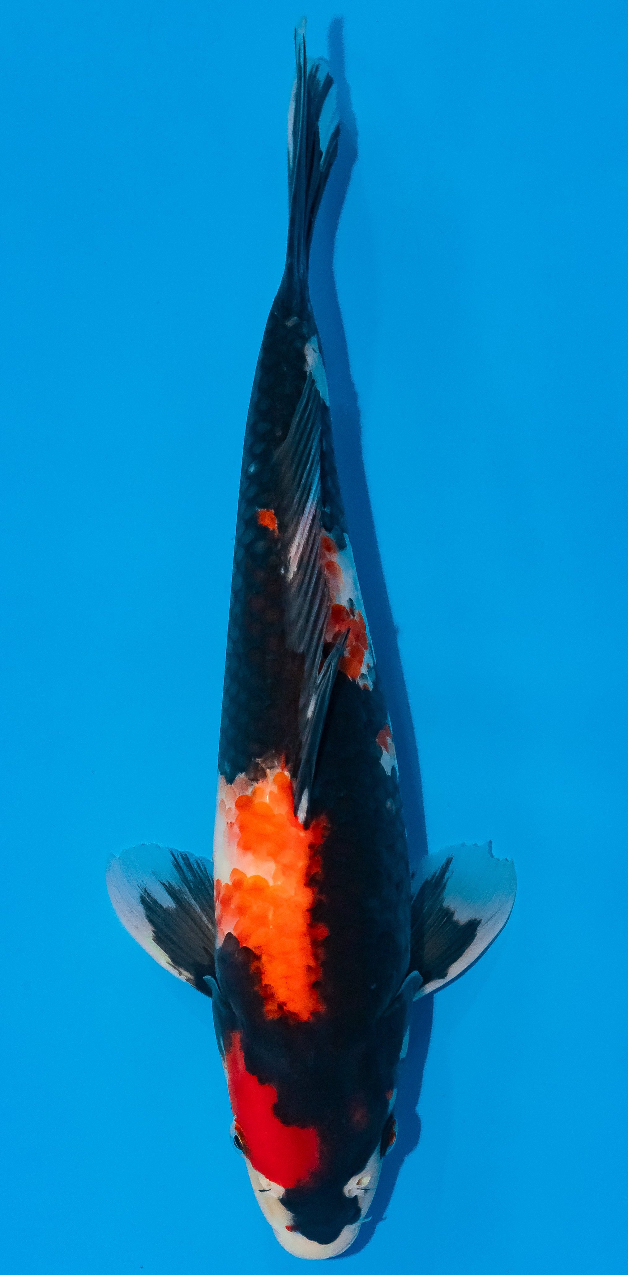 Koi 35-40cm Nr. 1133