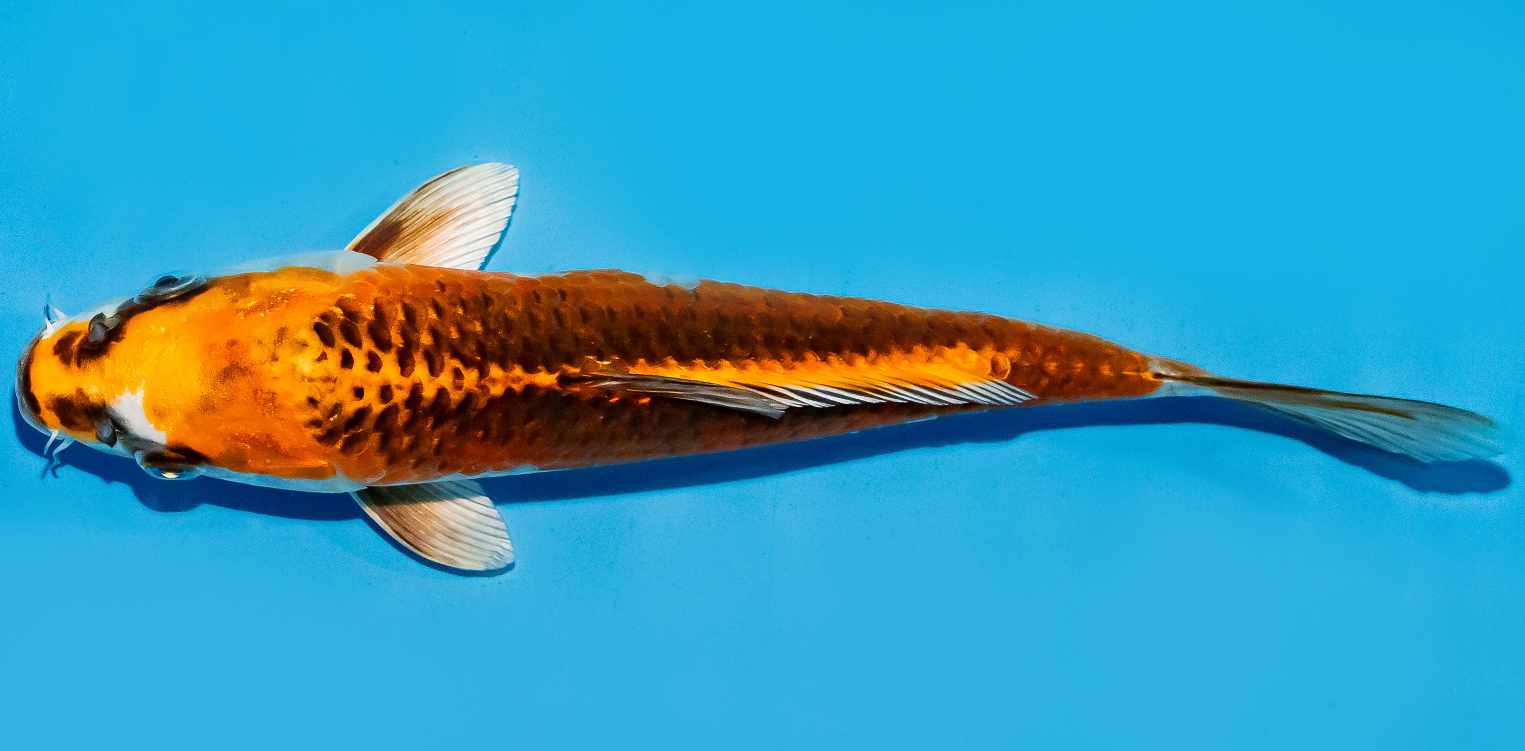 Koi 20-25cm Nr. 8613