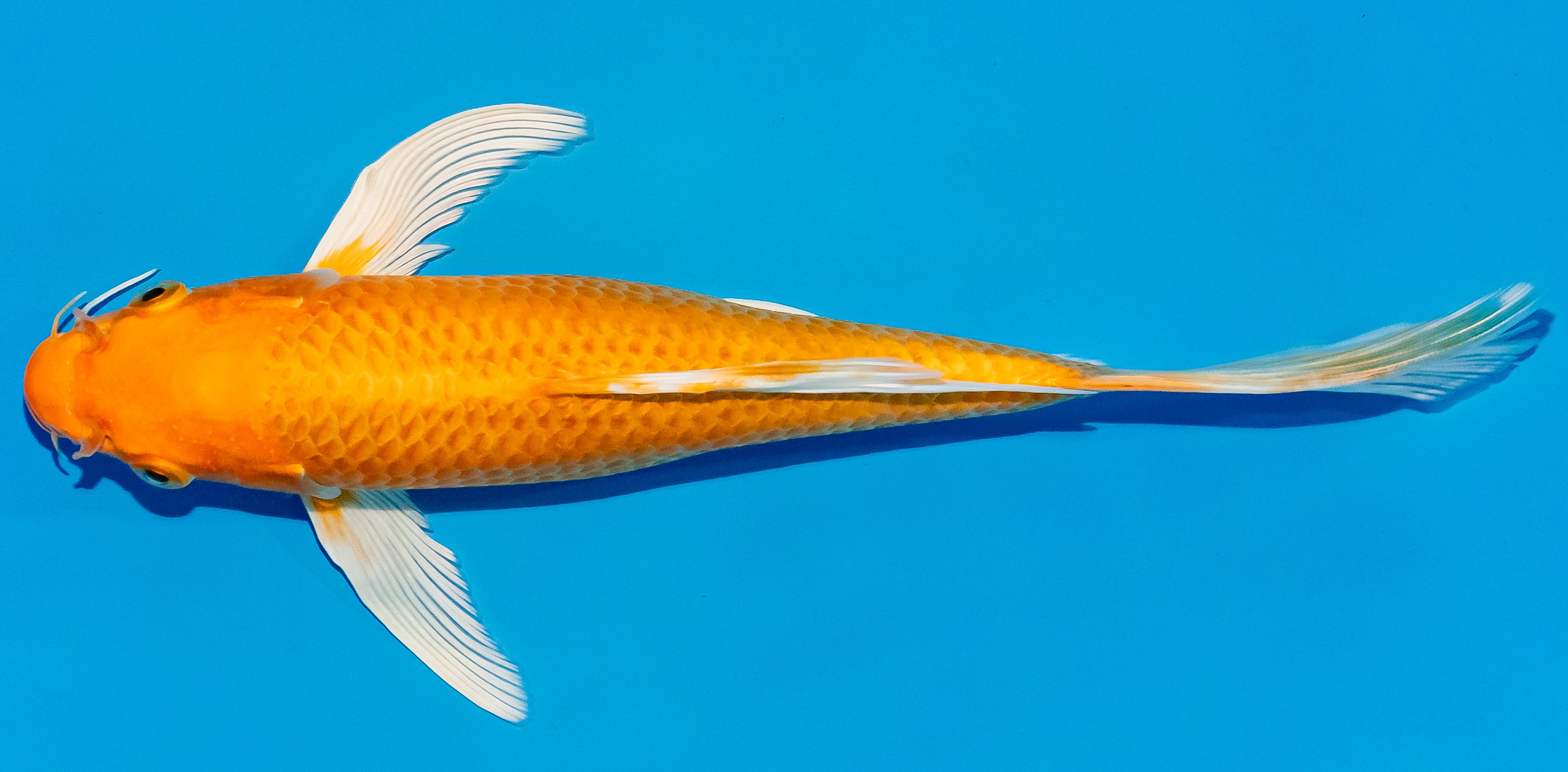 Butterfly Koi 20-25cm Nr. 3399