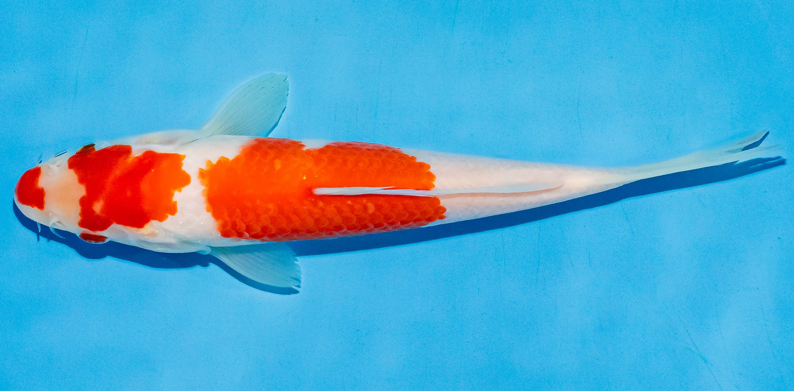 Koi 20-25cm Nr. 6050