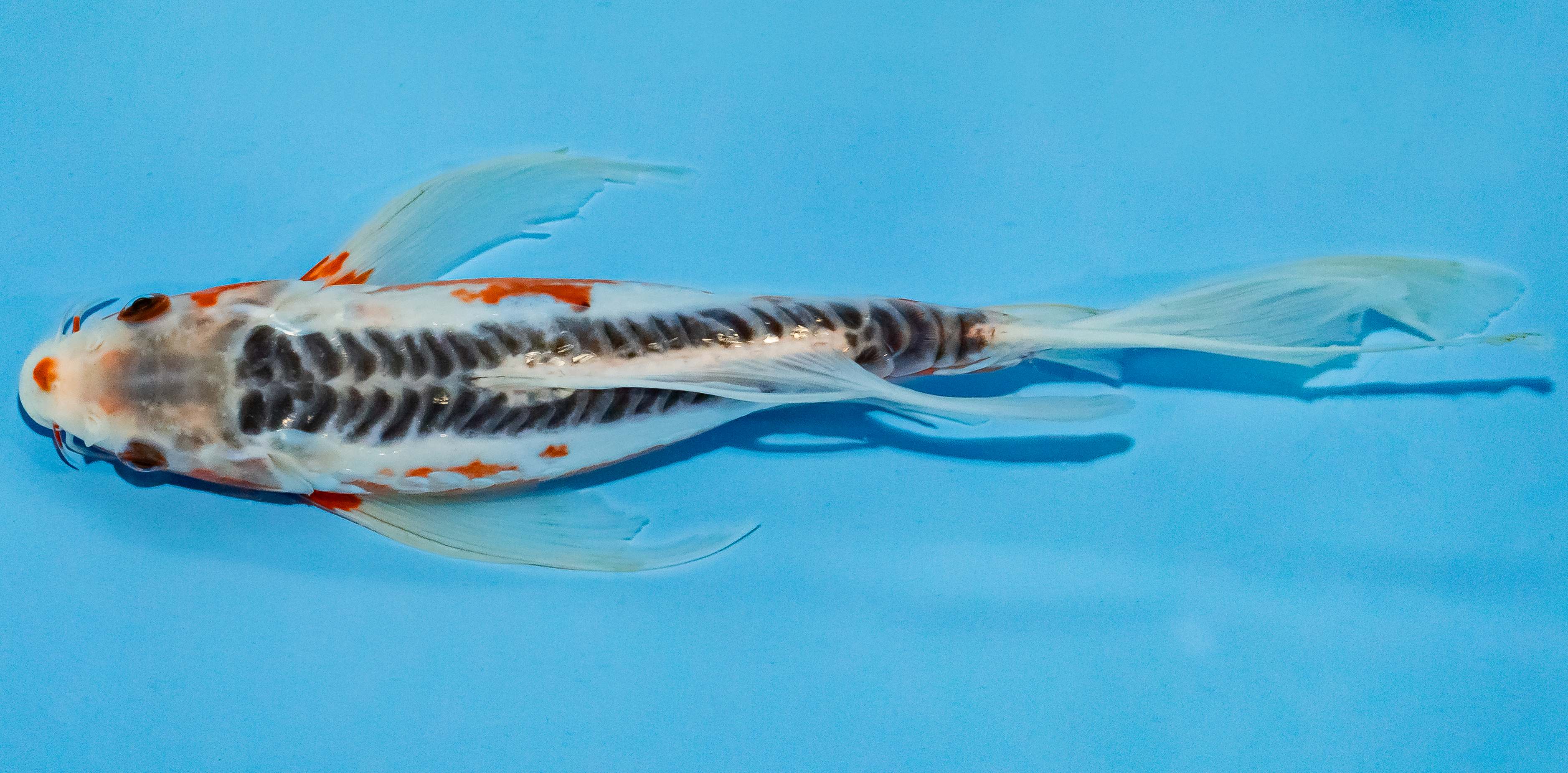 Butterfly Koi 25-30cm Nr. 2345
