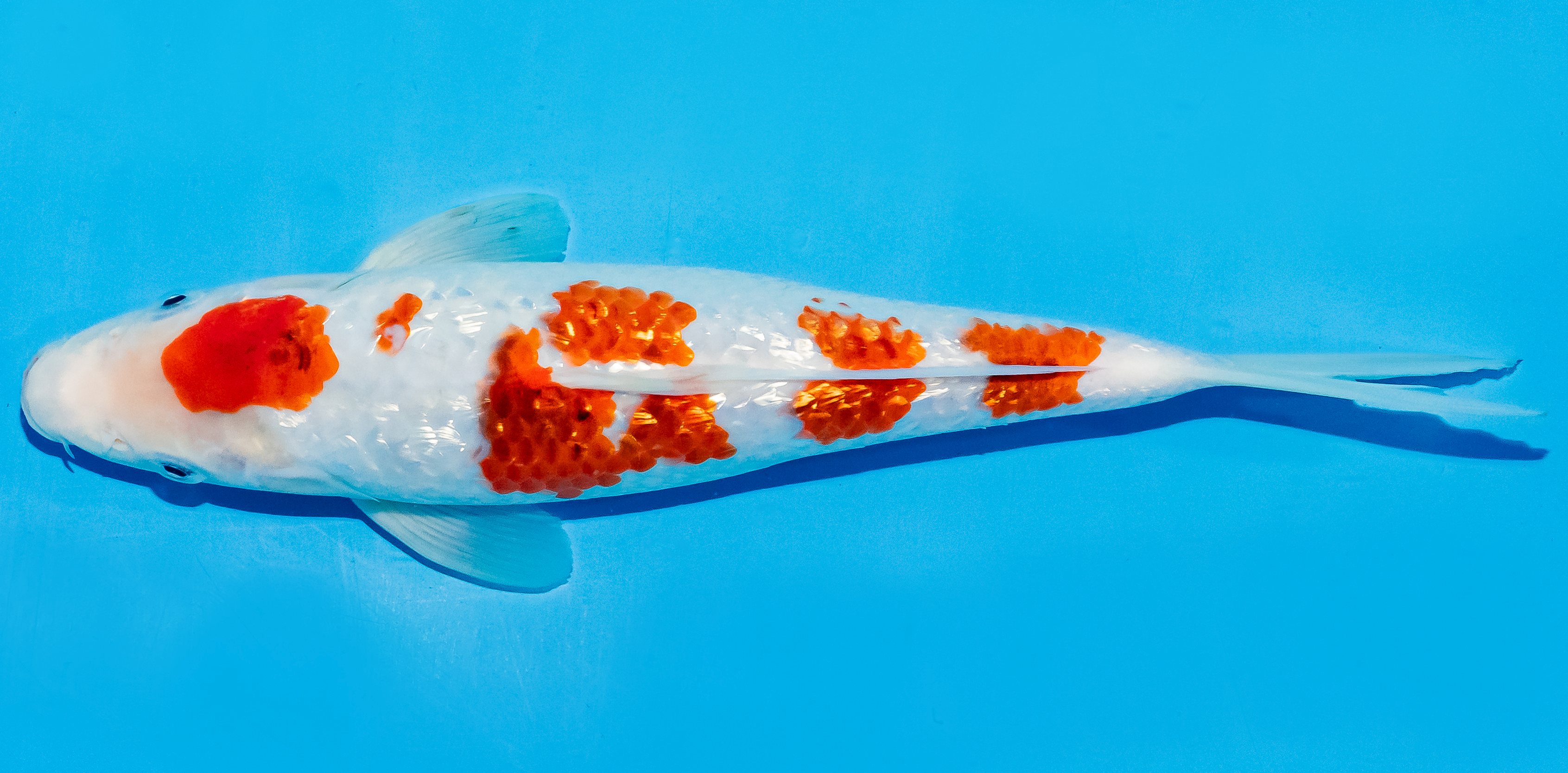 Koi 25-30cm Nr. 5205